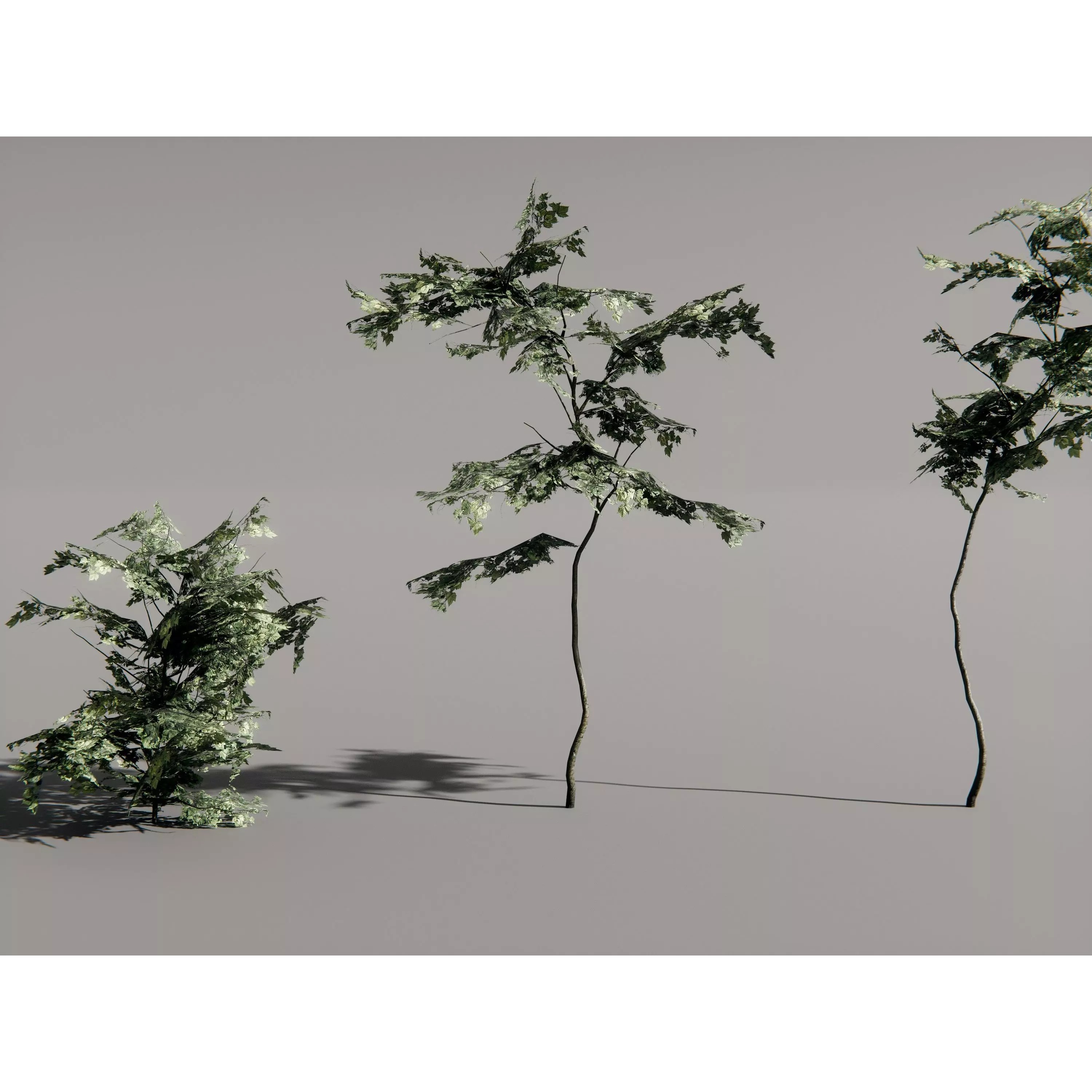 Realistic Trees 3D Model – High-Quality Asset Pack with PBR Textures