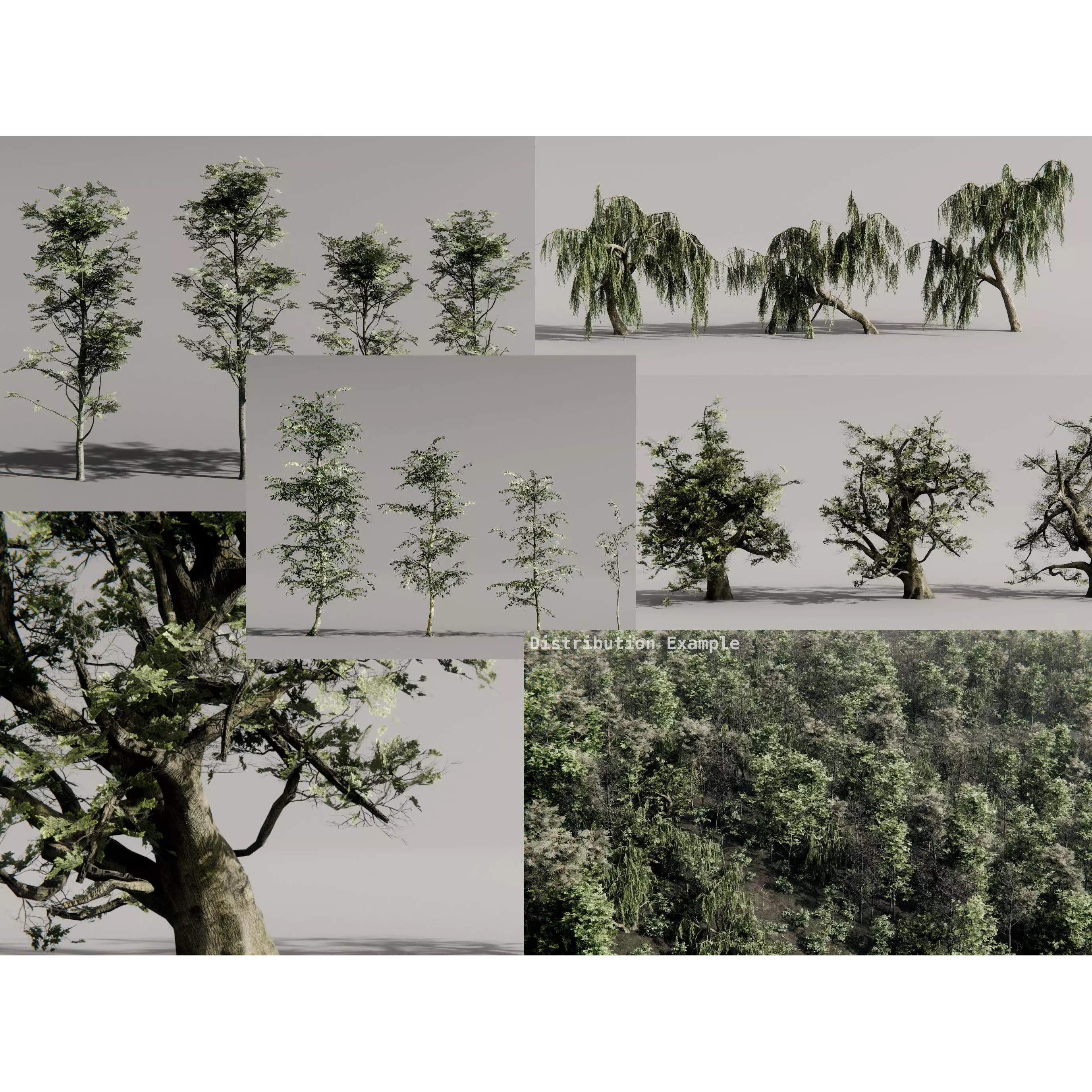 Realistic Trees 3D Model – High-Quality Asset Pack with PBR Textures - View 2