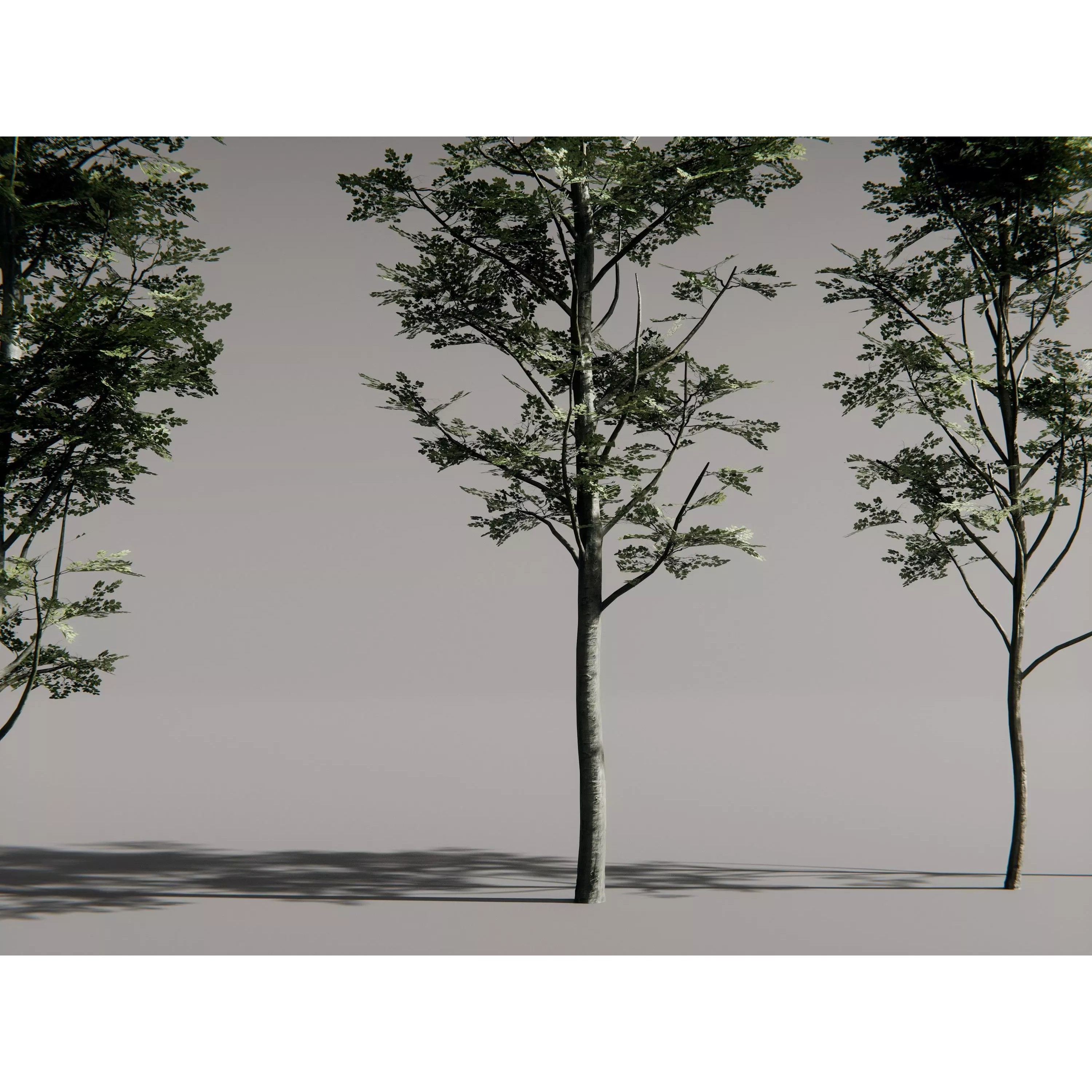 Realistic Trees 3D Model – High-Quality Asset Pack with PBR Textures - View 6