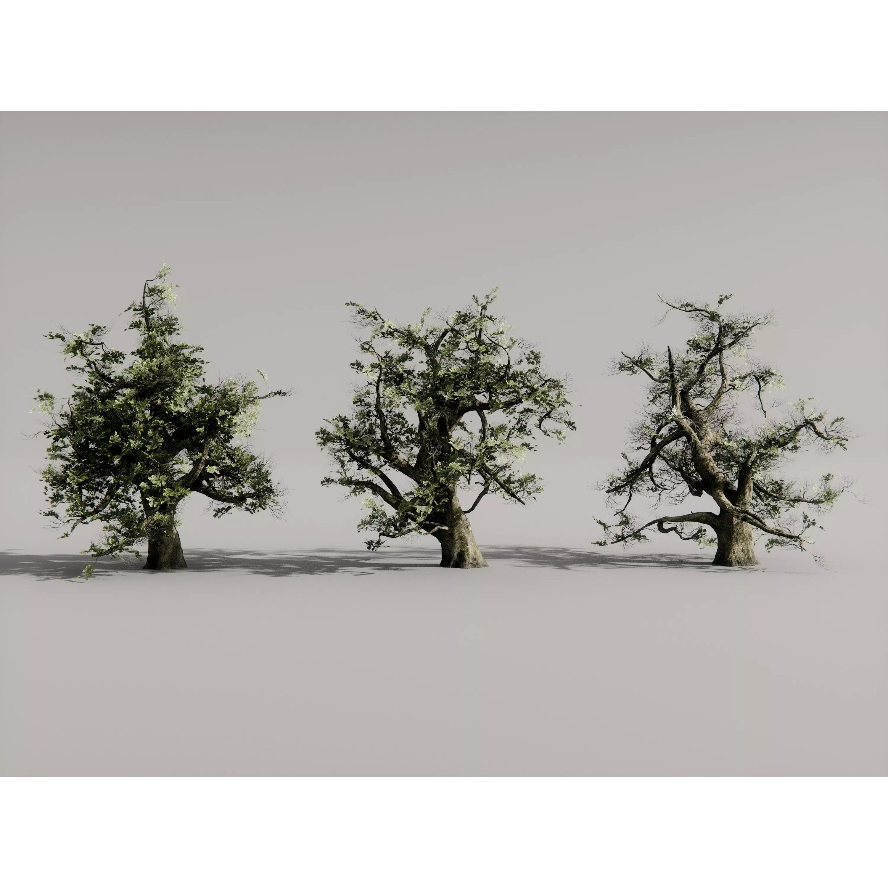 Realistic Trees 3D Model – High-Quality Asset Pack with PBR Textures - View 8
