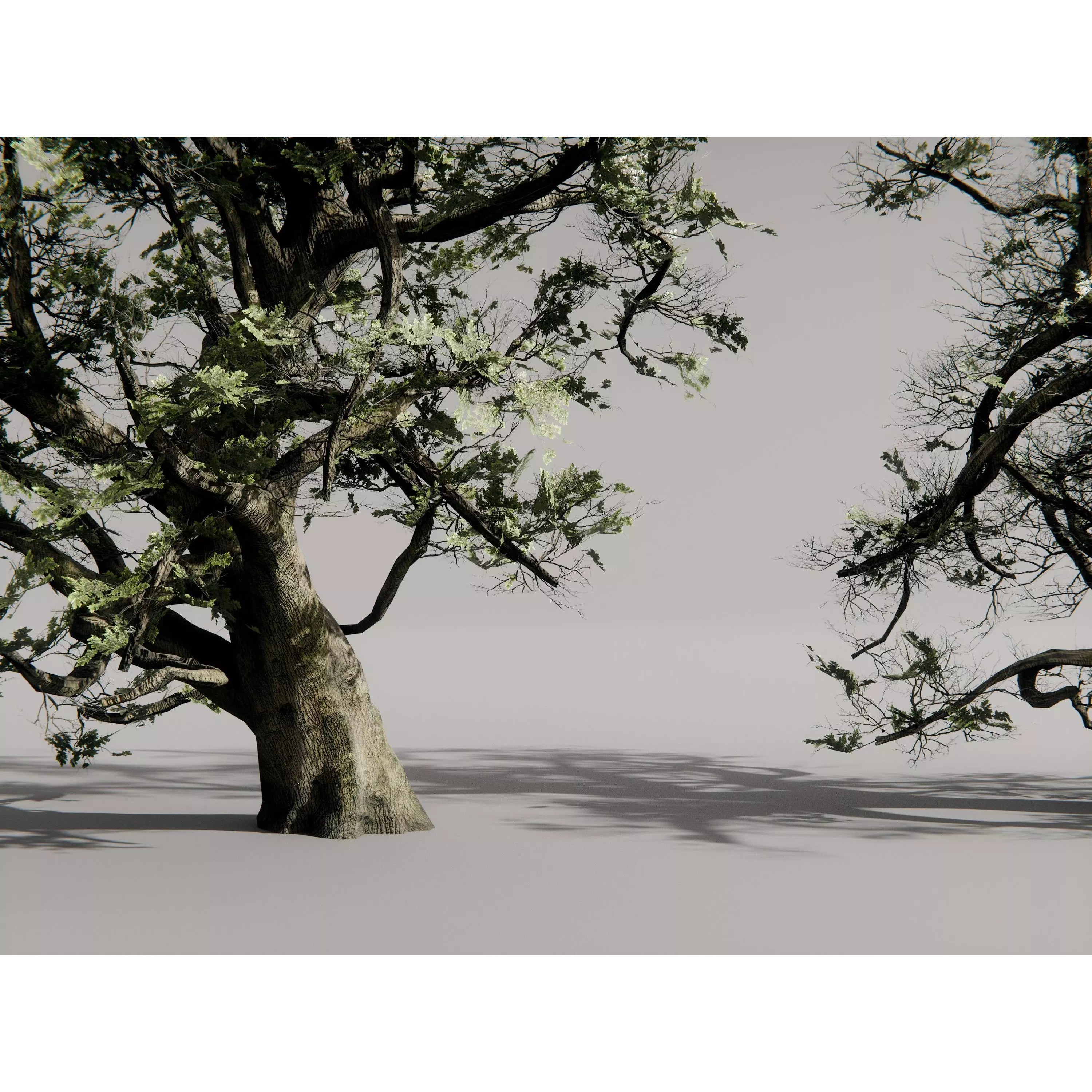 Realistic Trees 3D Model – High-Quality Asset Pack with PBR Textures - View 9