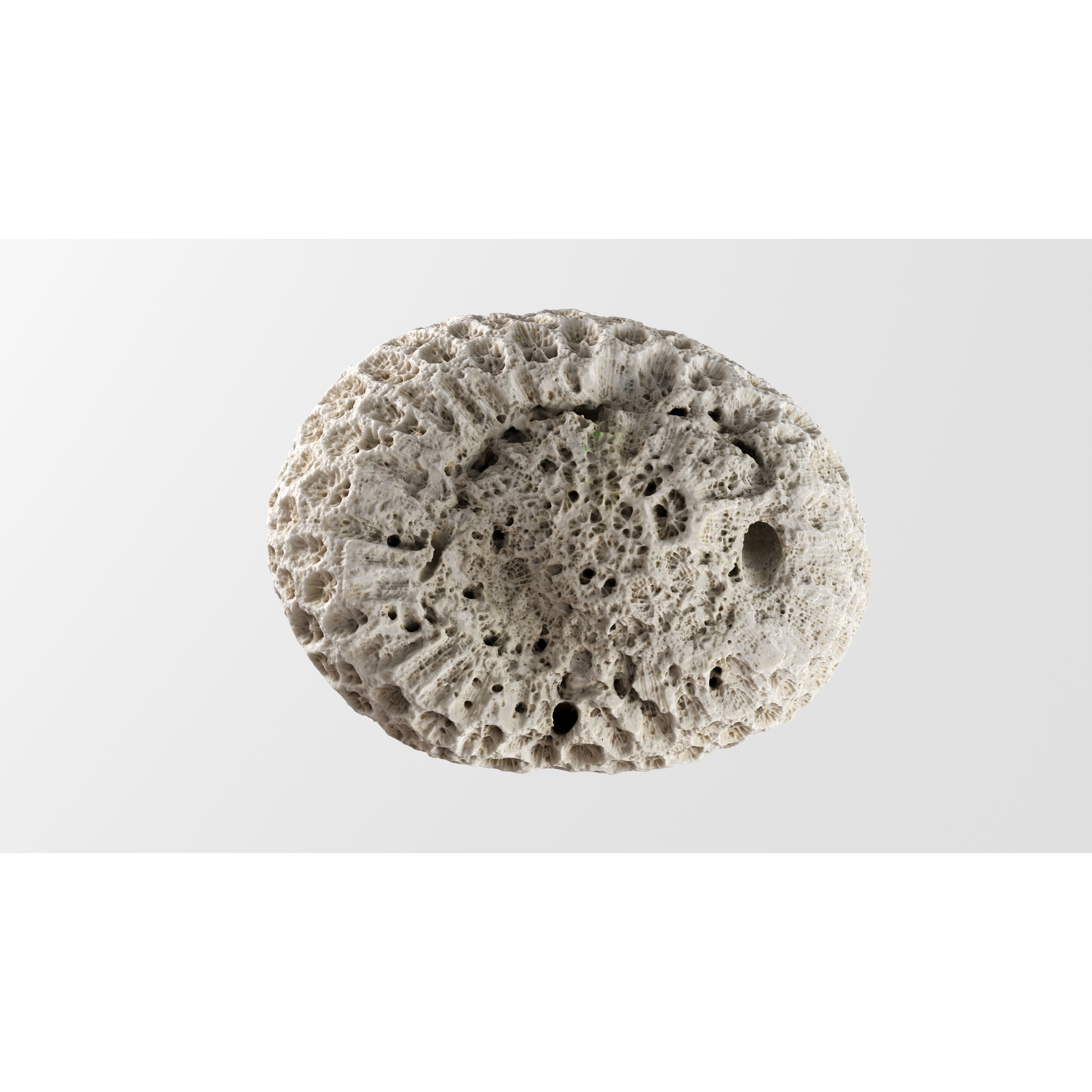 Natural Coral 3D Model – Detailed PBR Scan for Education and Art - View 11