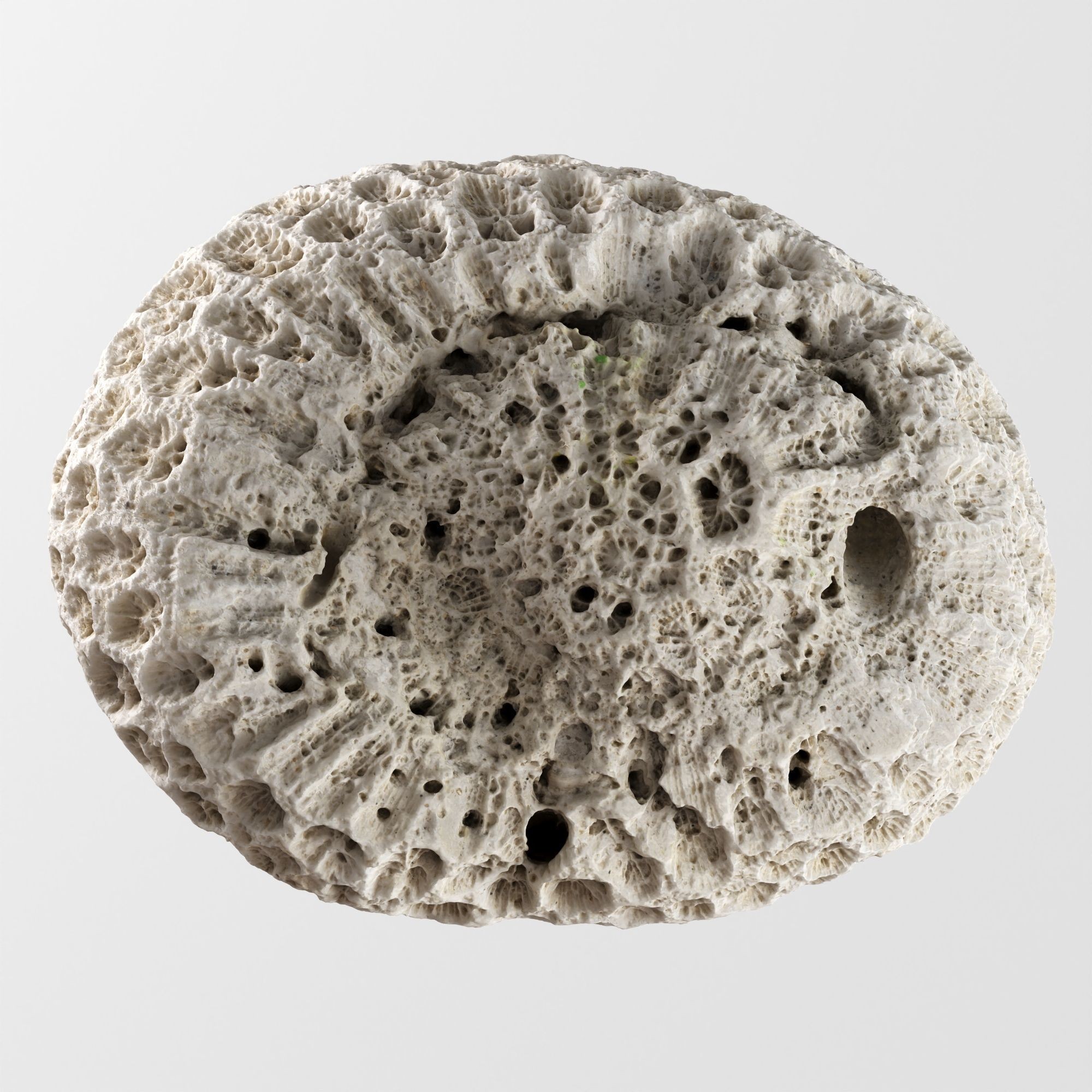 Natural Coral 3D Model – Detailed PBR Scan for Education and Art - View 13