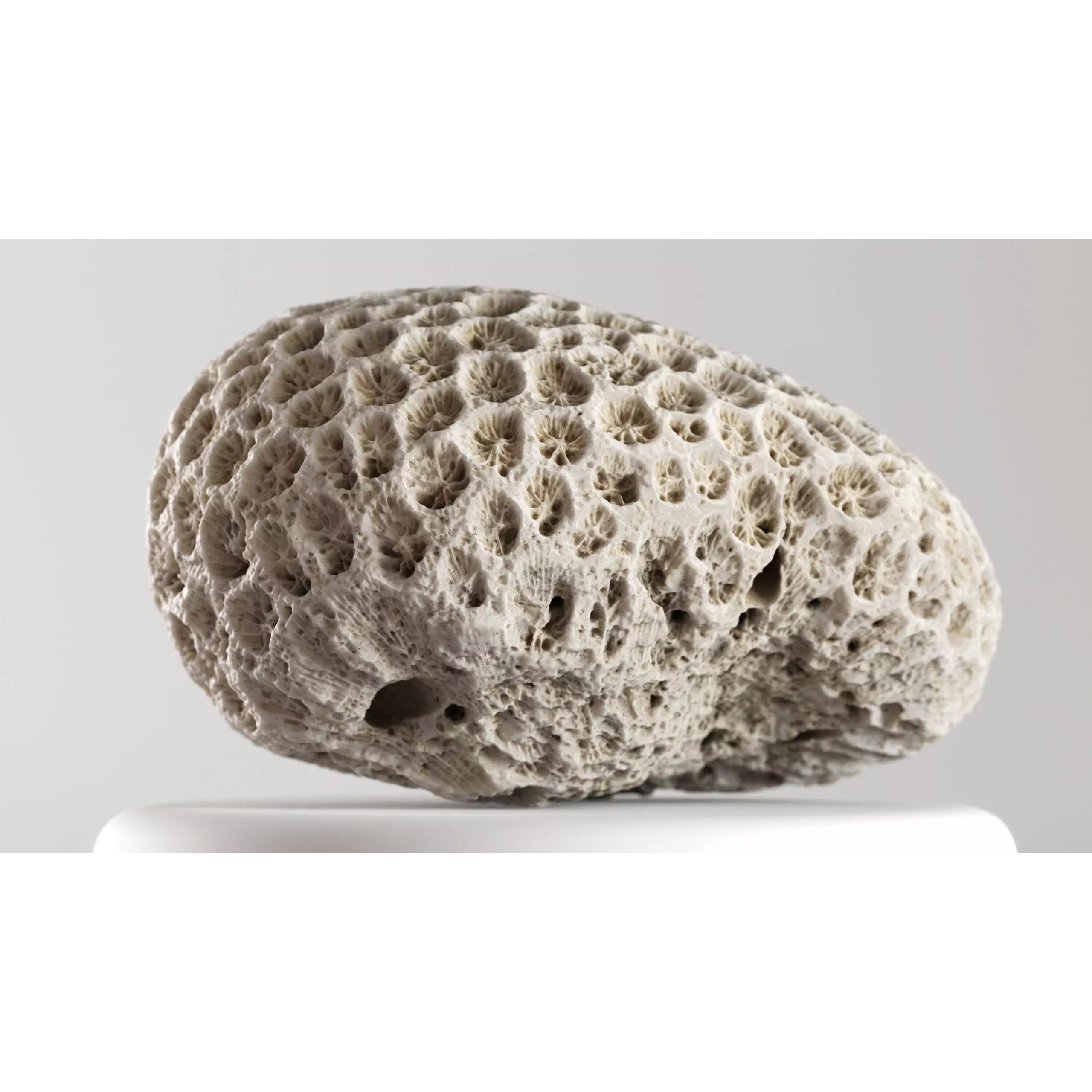 Natural Coral 3D Model – Detailed PBR Scan for Education and Art - View 2