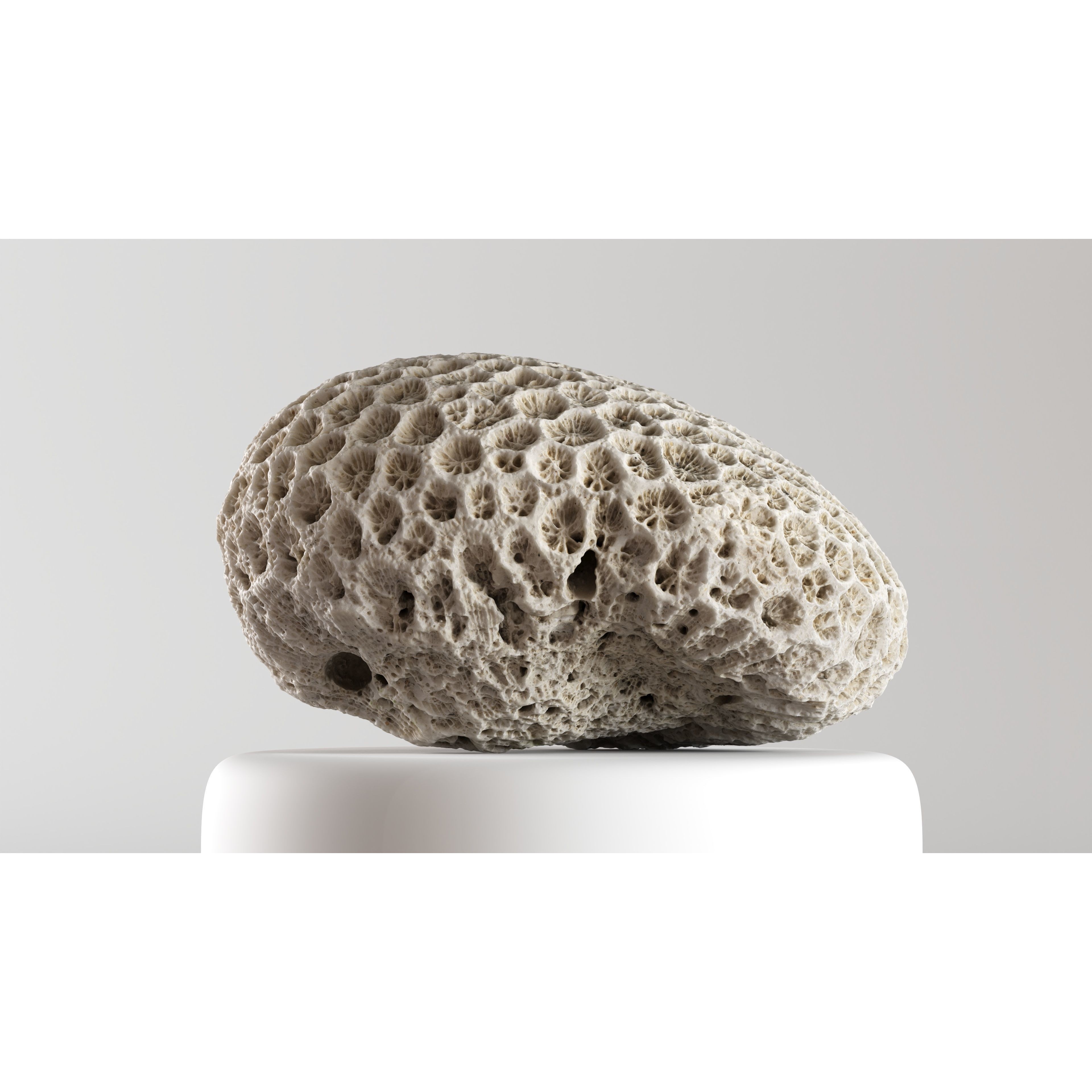 Natural Coral 3D Model – Detailed PBR Scan for Education and Art - View 3