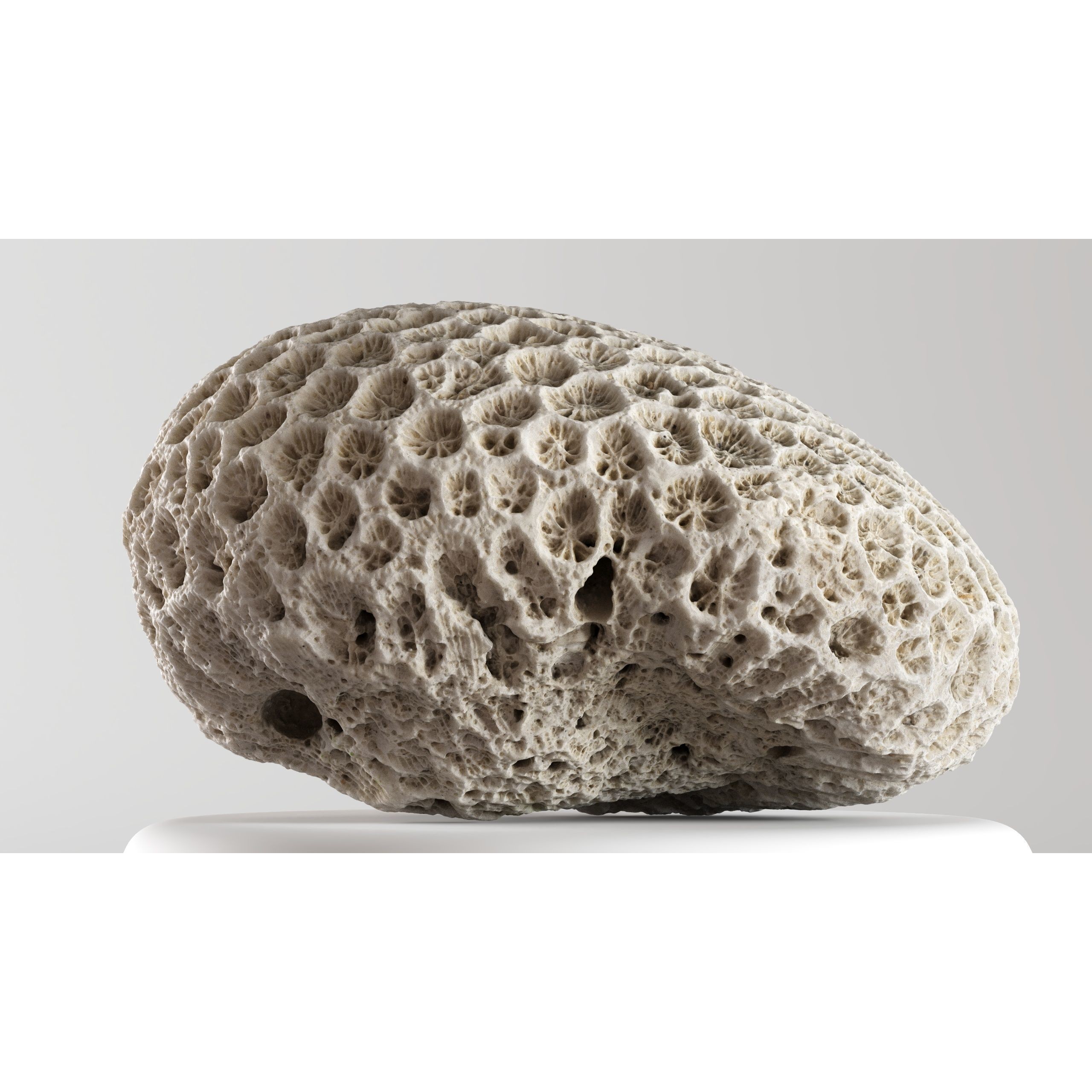 Natural Coral 3D Model – Detailed PBR Scan for Education and Art - View 4