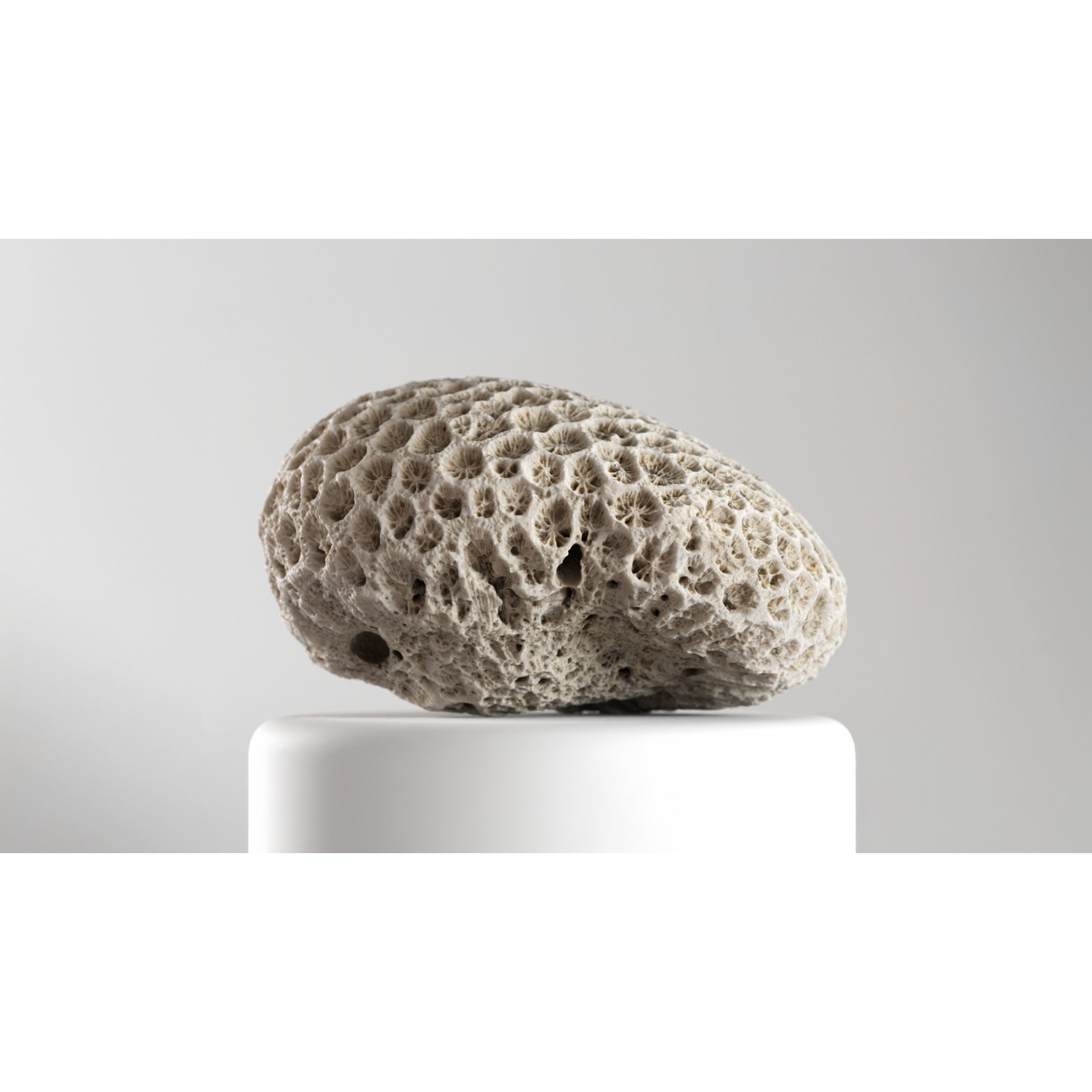 Natural Coral 3D Model – Detailed PBR Scan for Education and Art - View 5