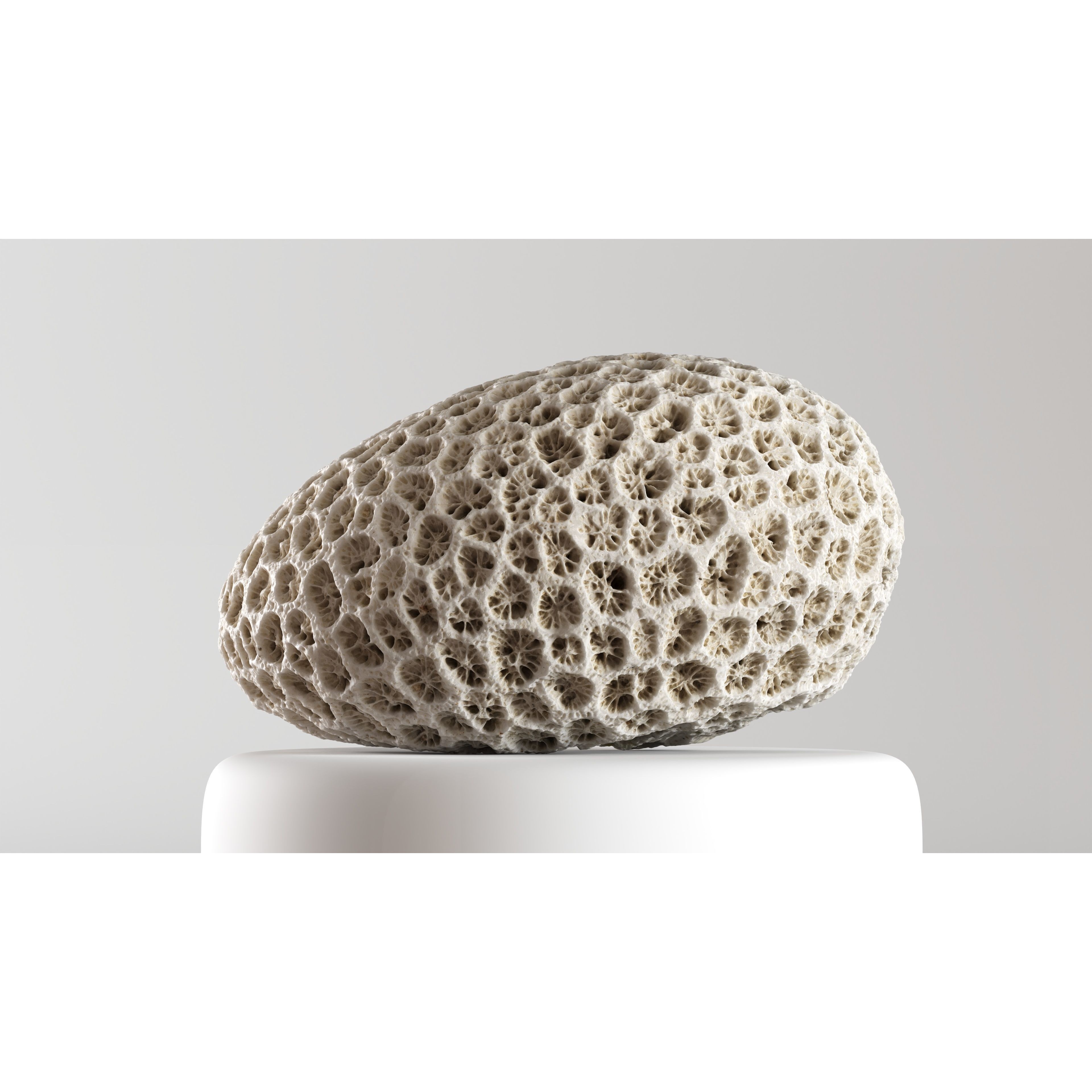 Natural Coral 3D Model – Detailed PBR Scan for Education and Art - View 6