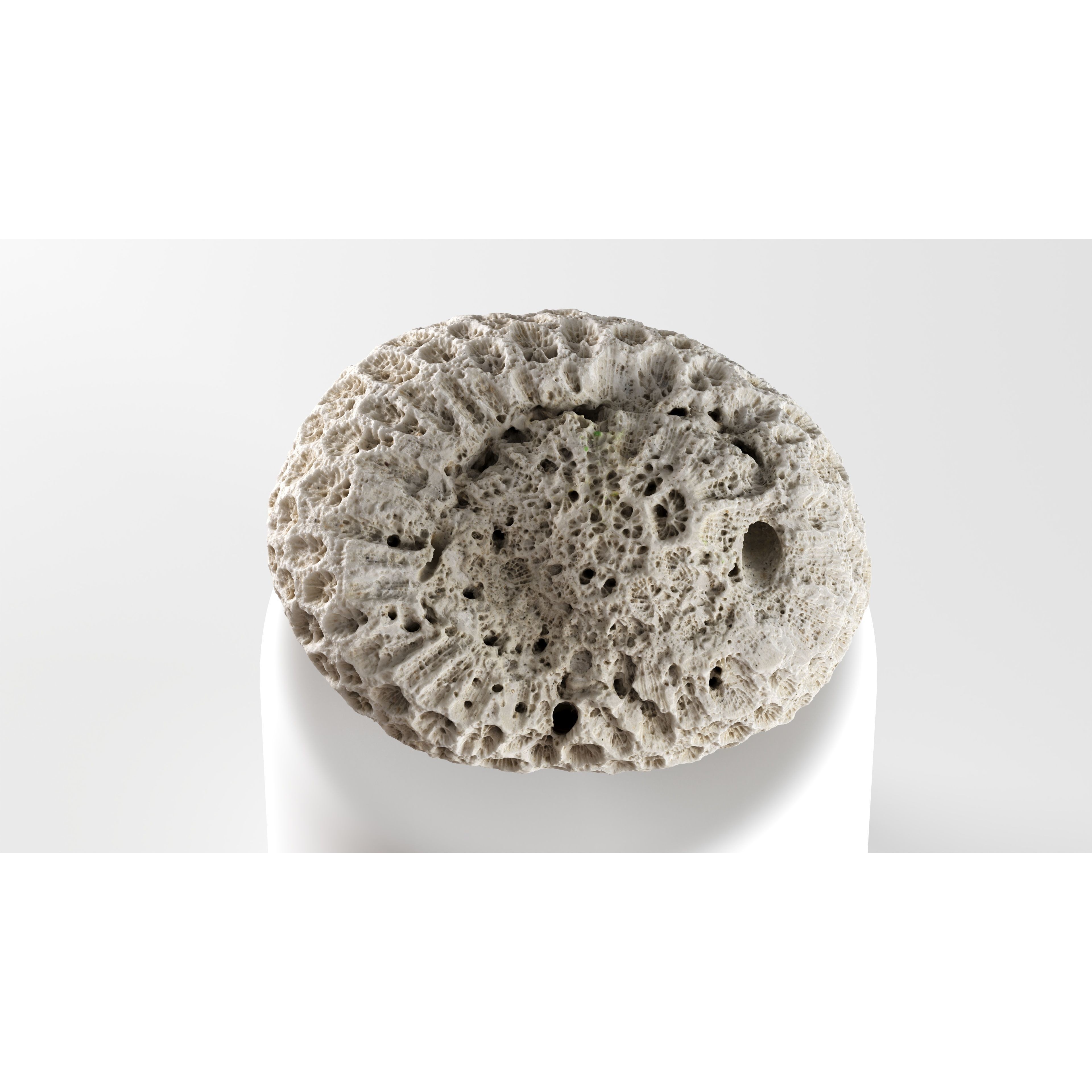 Natural Coral 3D Model – Detailed PBR Scan for Education and Art - View 9