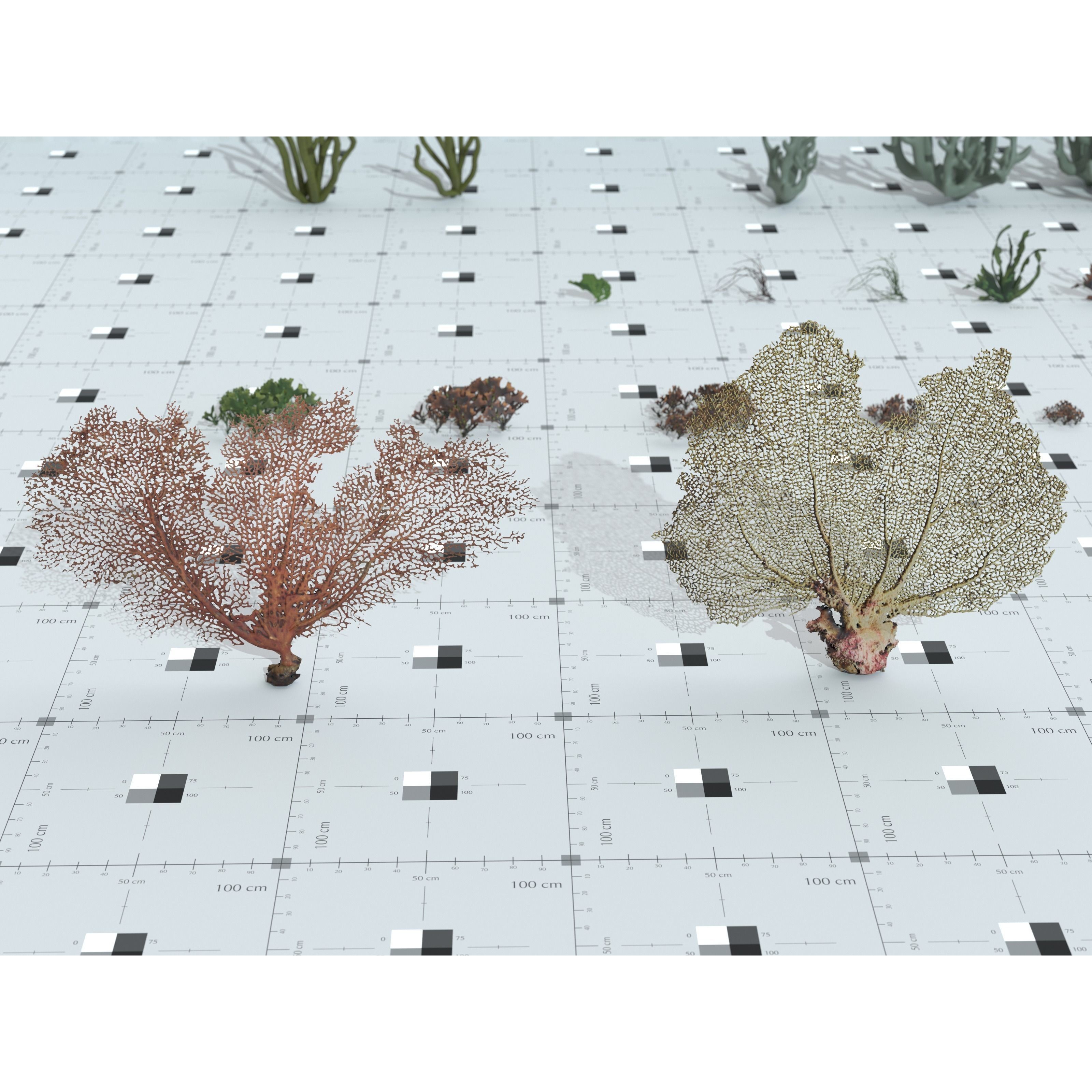 Ocean Plants 3D Model – Low Poly Underwater Flora, FBX, PBR - View 21