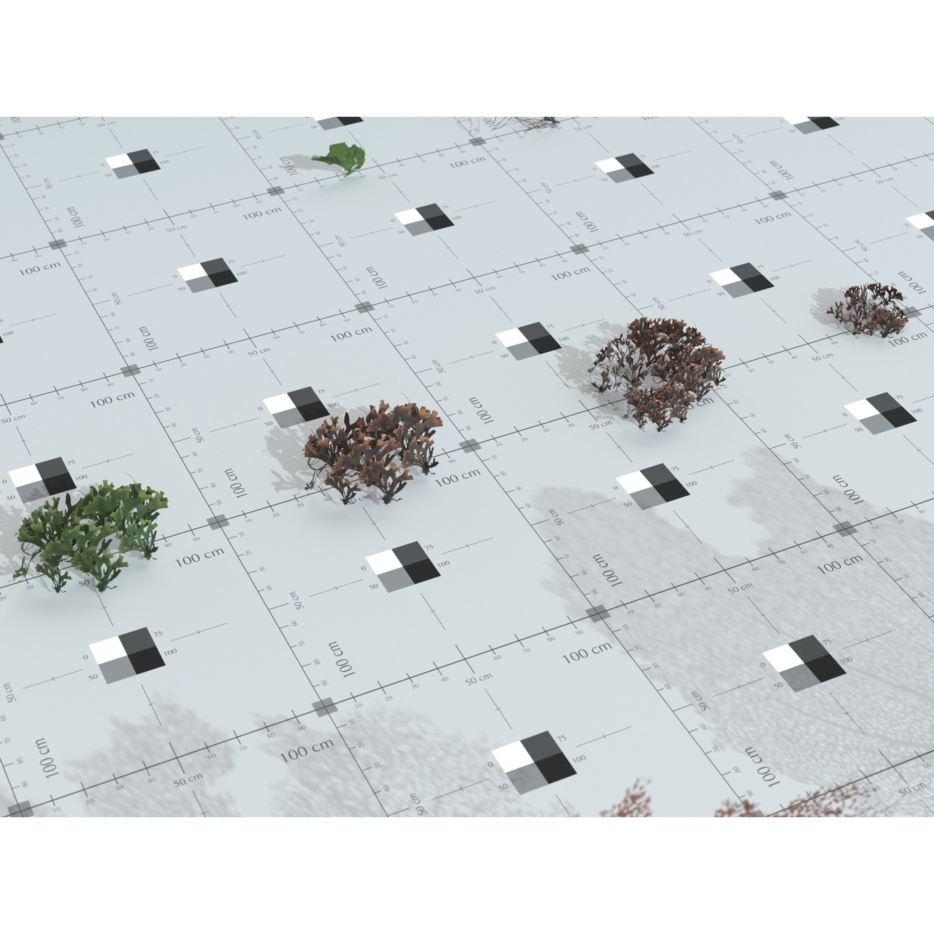 Ocean Plants 3D Model – Low Poly Underwater Flora, FBX, PBR - View 27