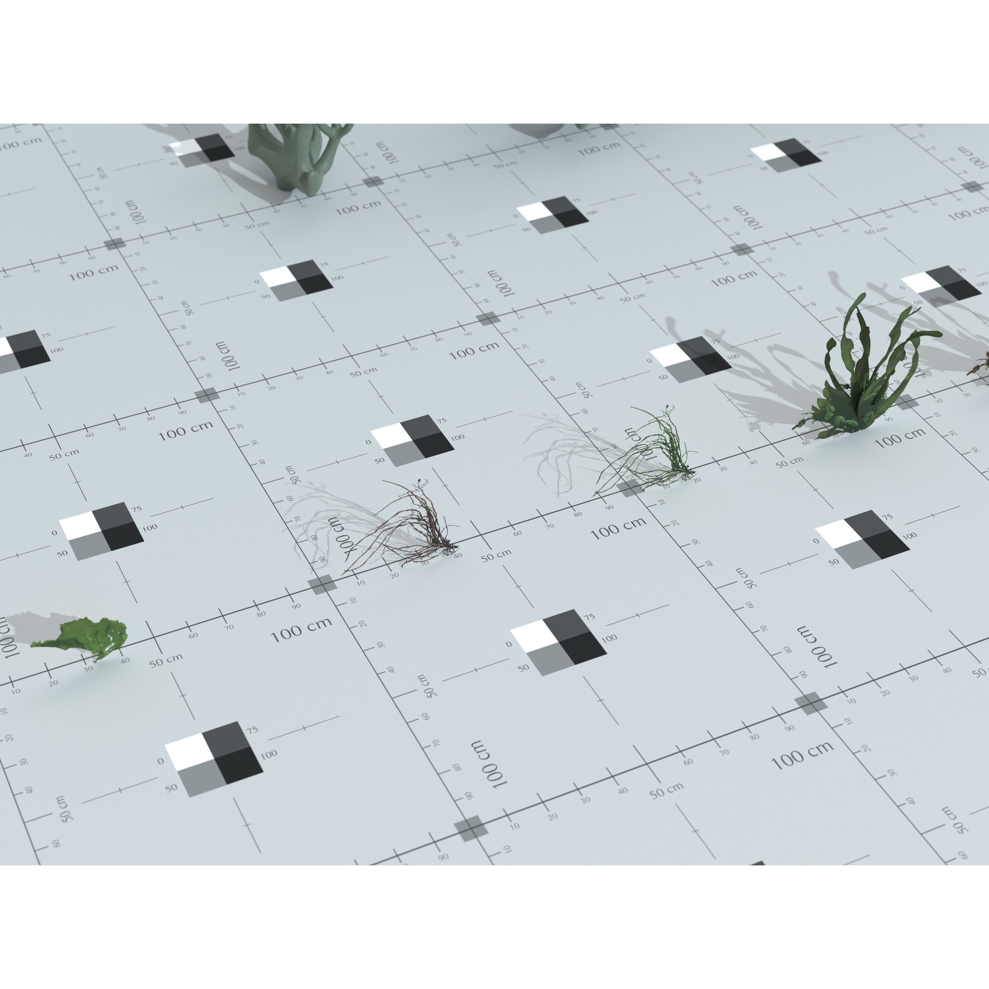 Ocean Plants 3D Model – Low Poly Underwater Flora, FBX, PBR - View 30