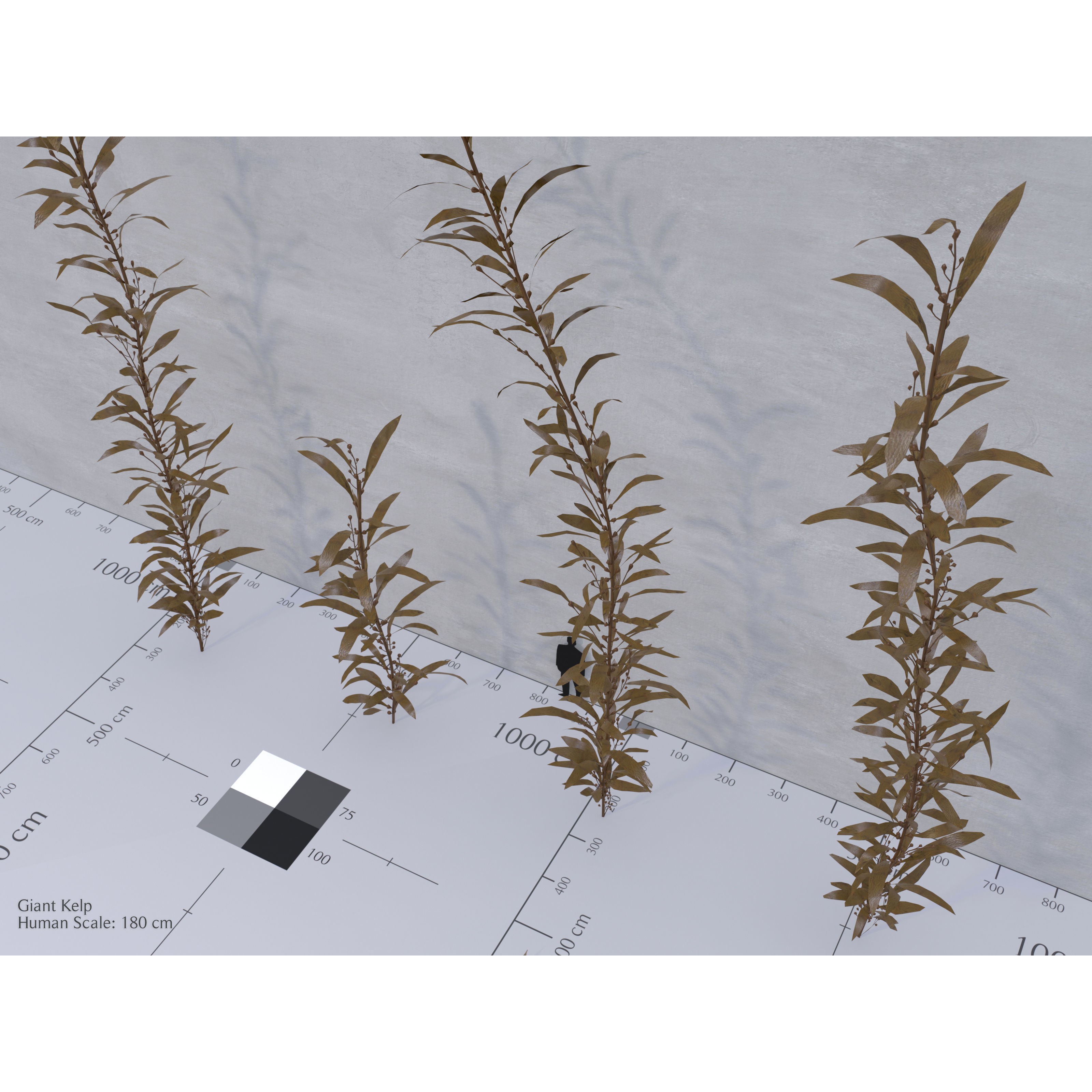 Ocean Plants 3D Model – Low Poly Underwater Flora, FBX, PBR - View 5