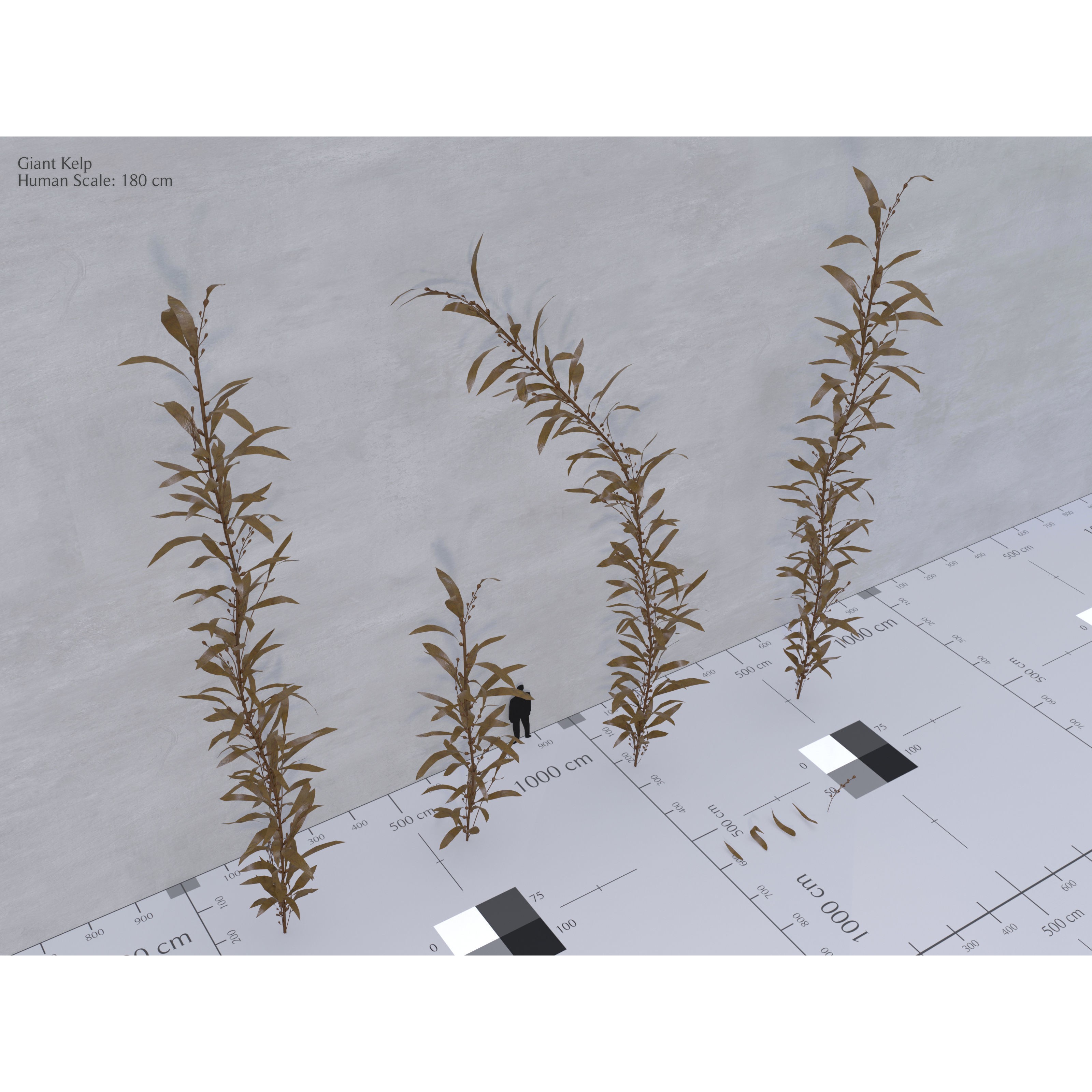 Ocean Plants 3D Model – Low Poly Underwater Flora, FBX, PBR - View 6