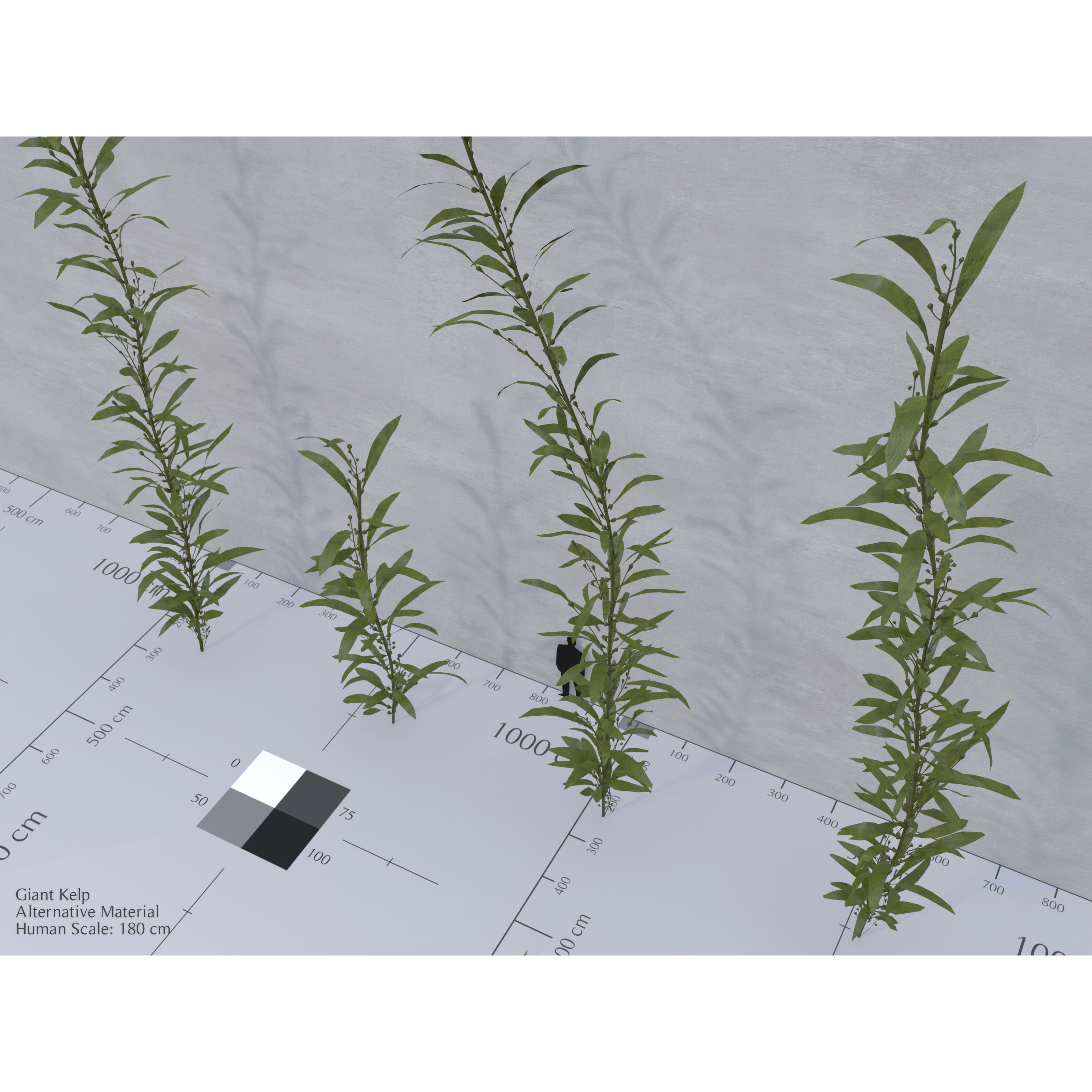Ocean Plants 3D Model – Low Poly Underwater Flora, FBX, PBR - View 9