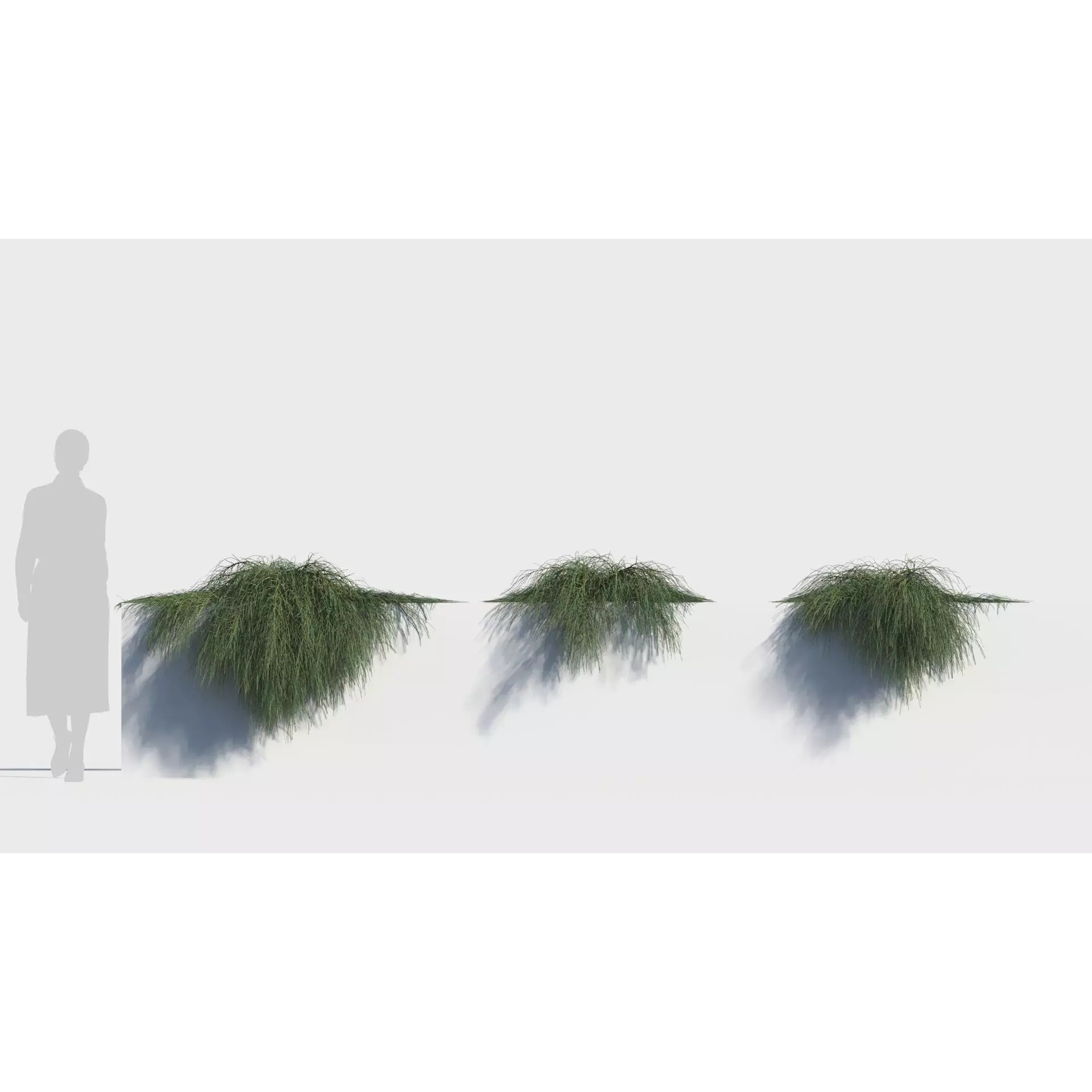Casuarina glauca 3D Model – Detailed Tree Asset for Games, FBX, OBJ - View 2