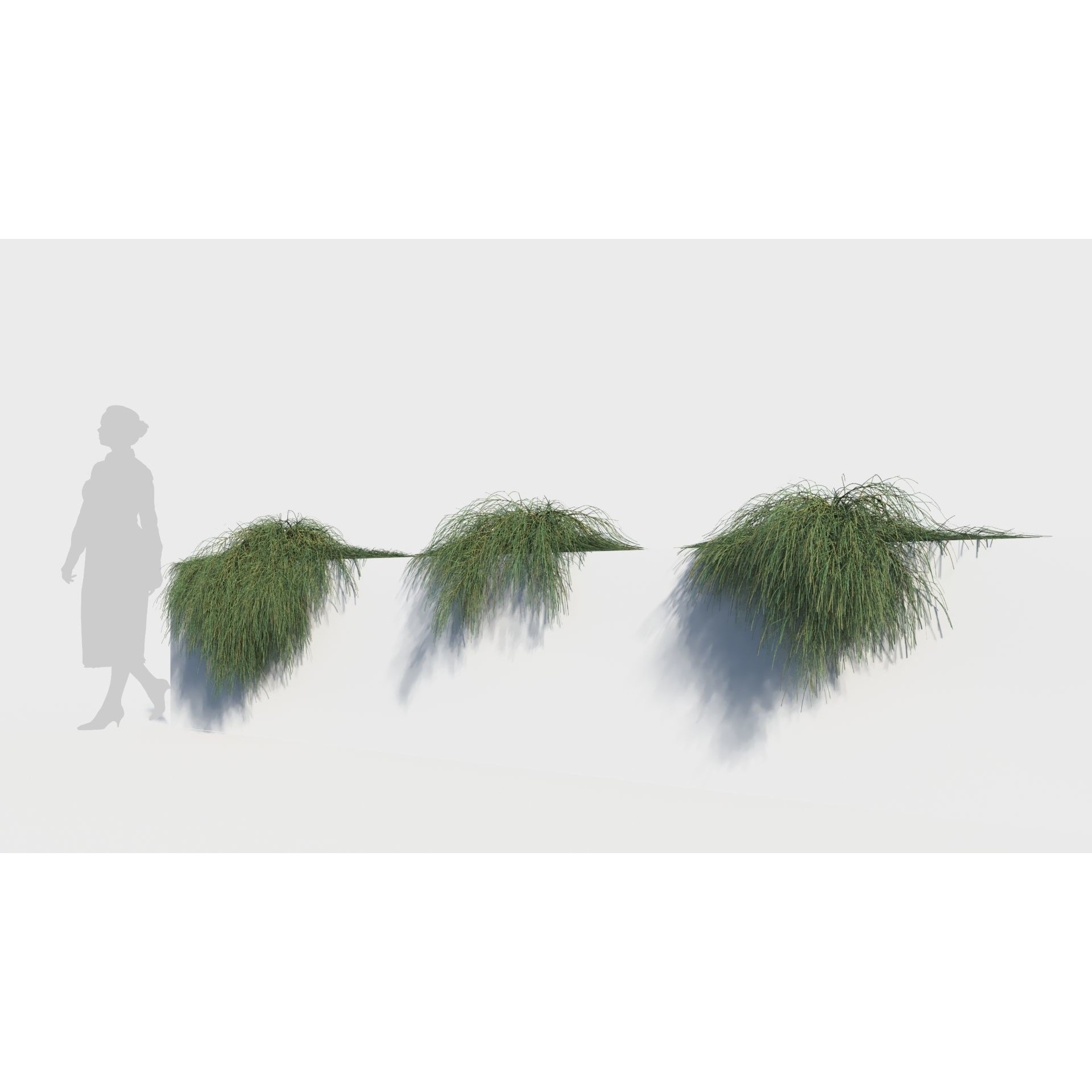 Casuarina glauca 3D Model – Detailed Tree Asset for Games, FBX, OBJ - View 3