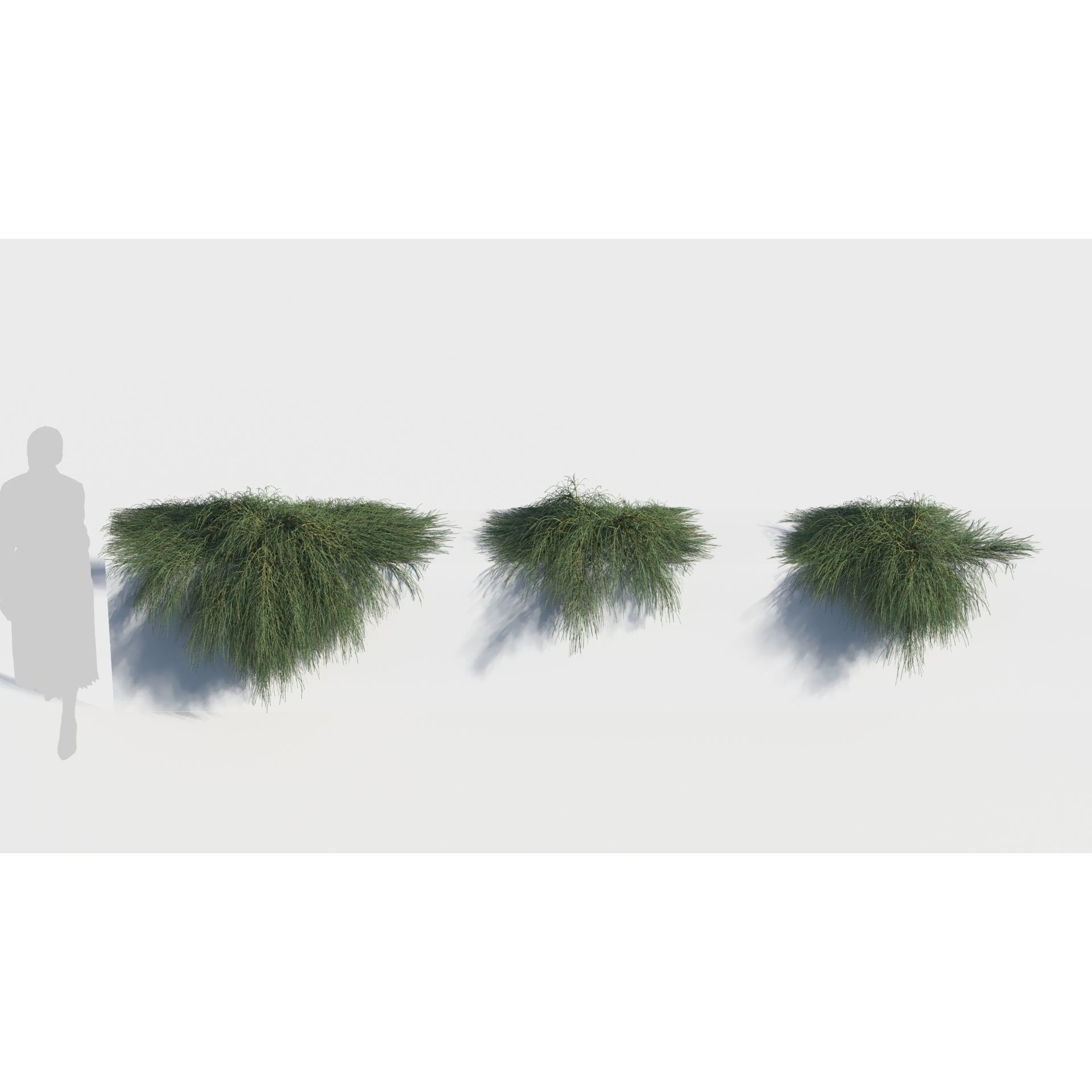 Casuarina glauca 3D Model – Detailed Tree Asset for Games, FBX, OBJ - View 4