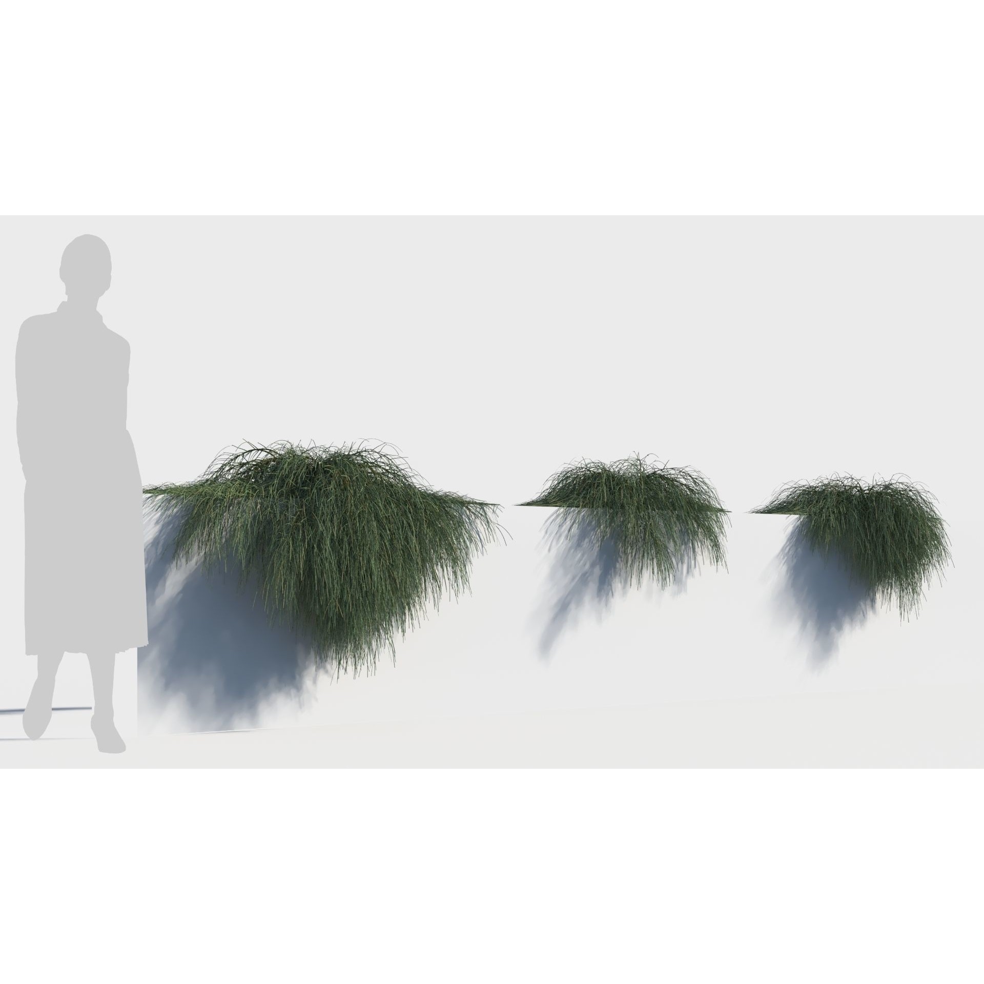 Casuarina glauca 3D Model – Detailed Tree Asset for Games, FBX, OBJ - View 5