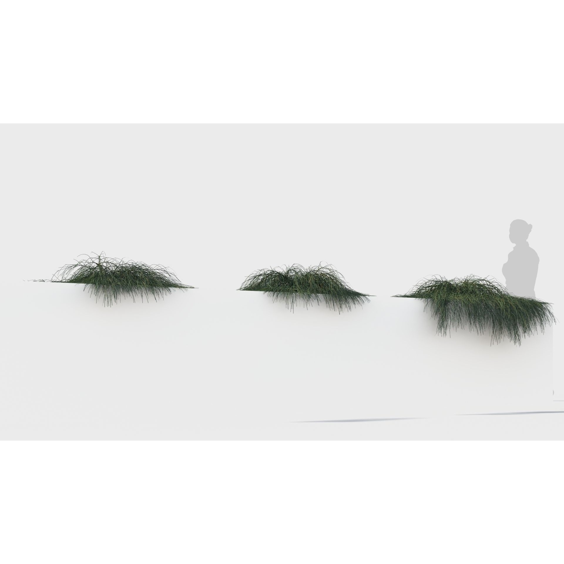 Casuarina glauca 3D Model – Detailed Tree Asset for Games, FBX, OBJ - View 6