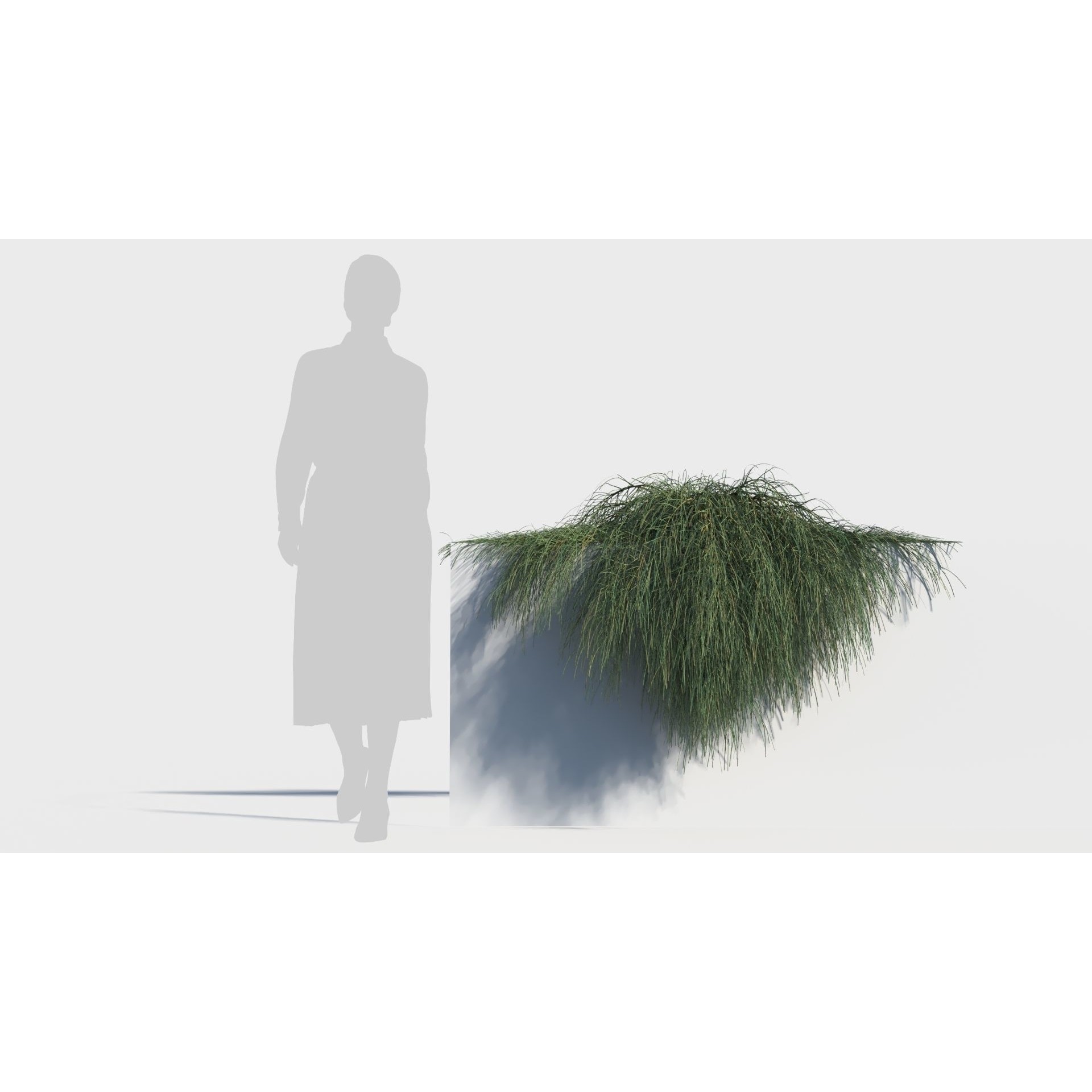 Casuarina glauca 3D Model – Detailed Tree Asset for Games, FBX, OBJ - View 7