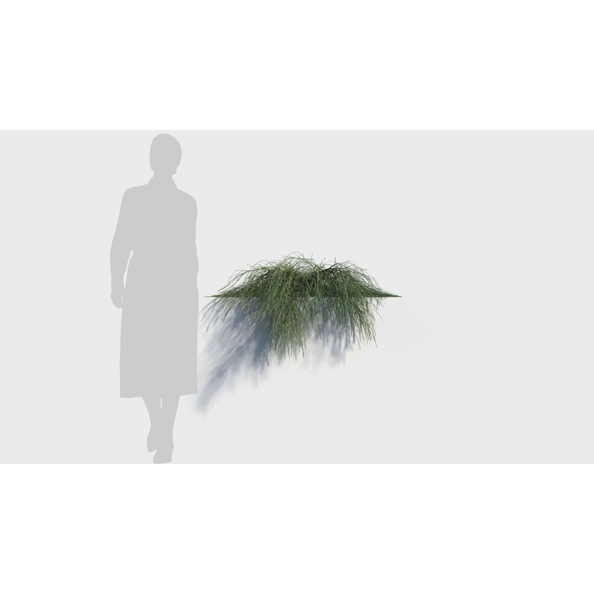 Casuarina glauca 3D Model – Detailed Tree Asset for Games, FBX, OBJ - View 8