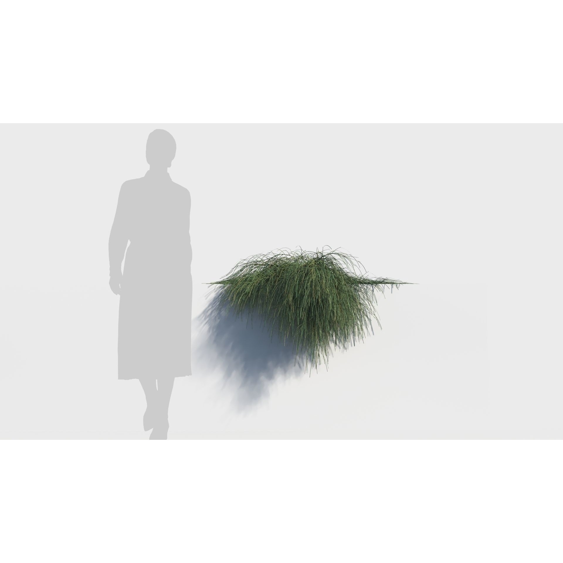 Casuarina glauca 3D Model – Detailed Tree Asset for Games, FBX, OBJ - View 9