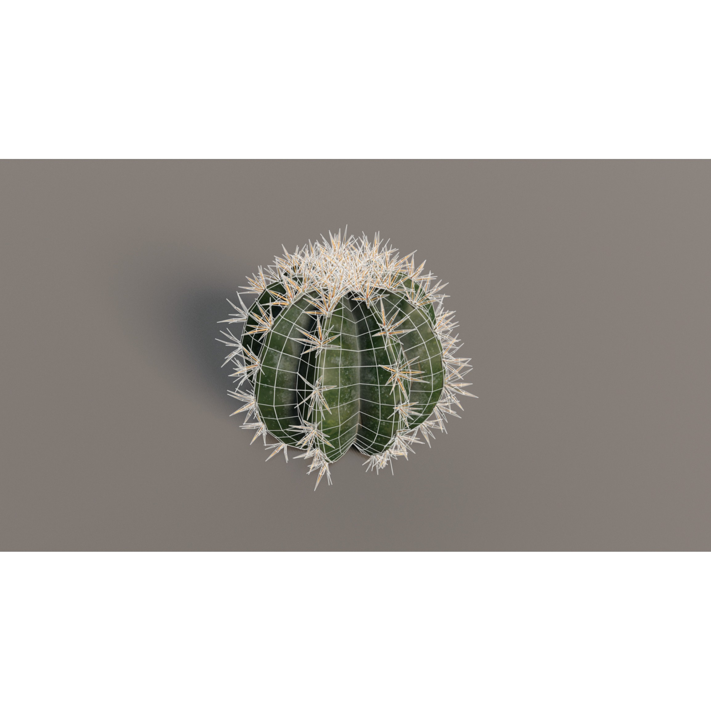 Cacti 3D Model – Low Poly Game Ready Collection, FBX & OBJ - View 11