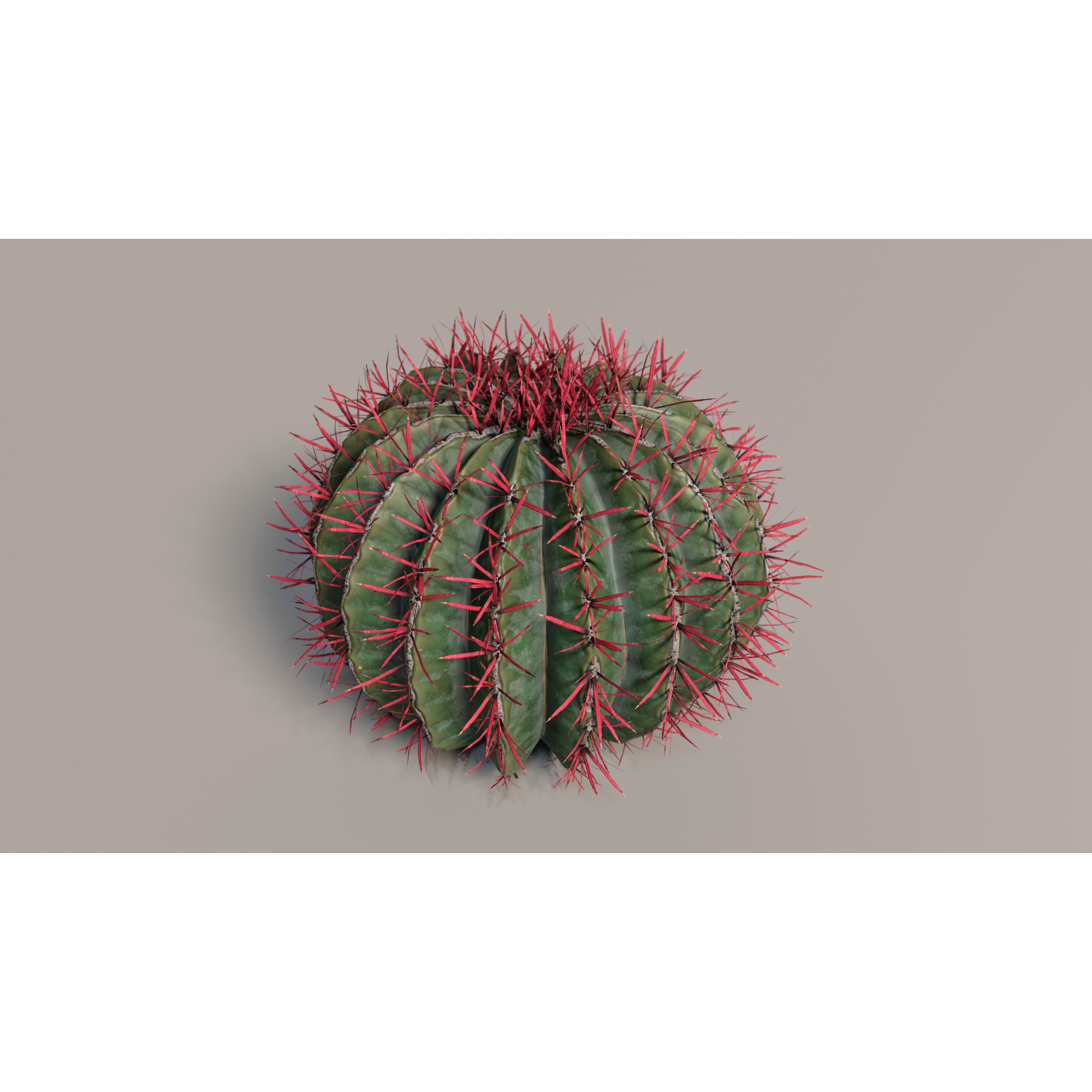 Cacti 3D Model – Low Poly Game Ready Collection, FBX & OBJ - View 3