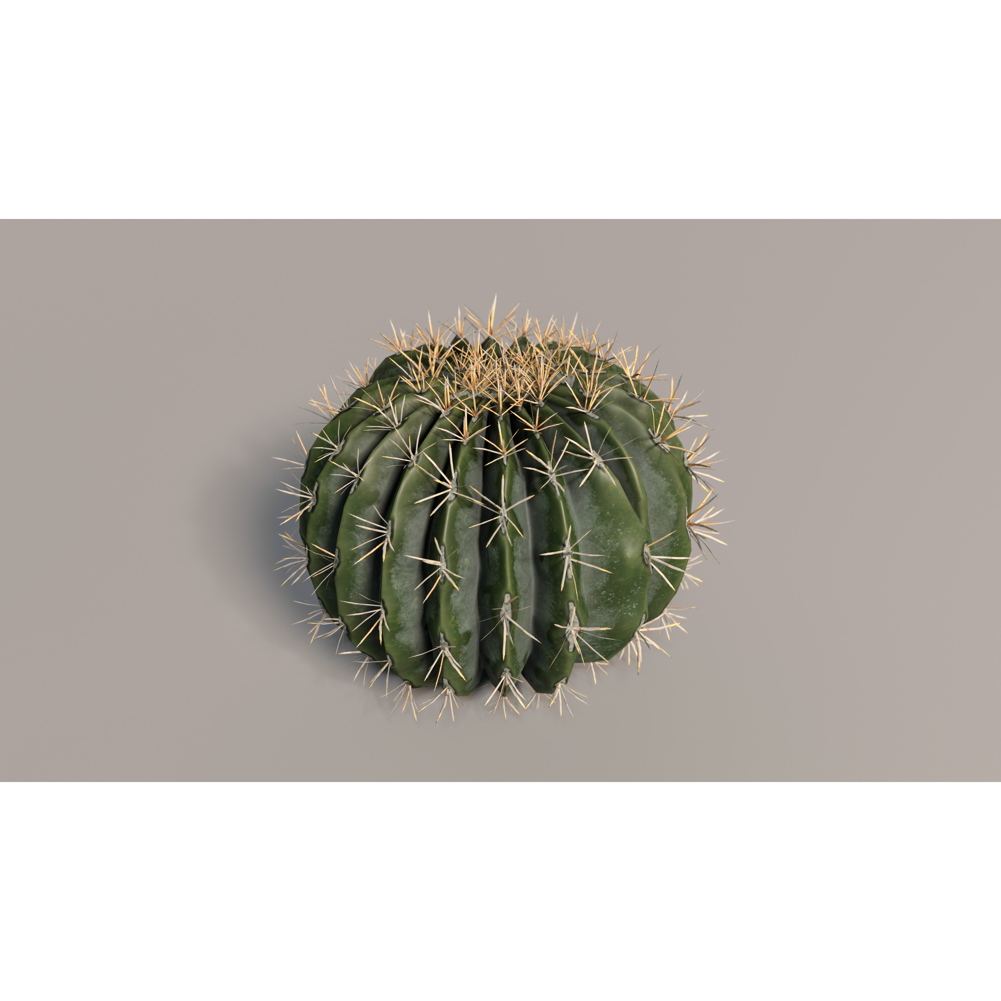 Cacti 3D Model – Low Poly Game Ready Collection, FBX & OBJ - View 4