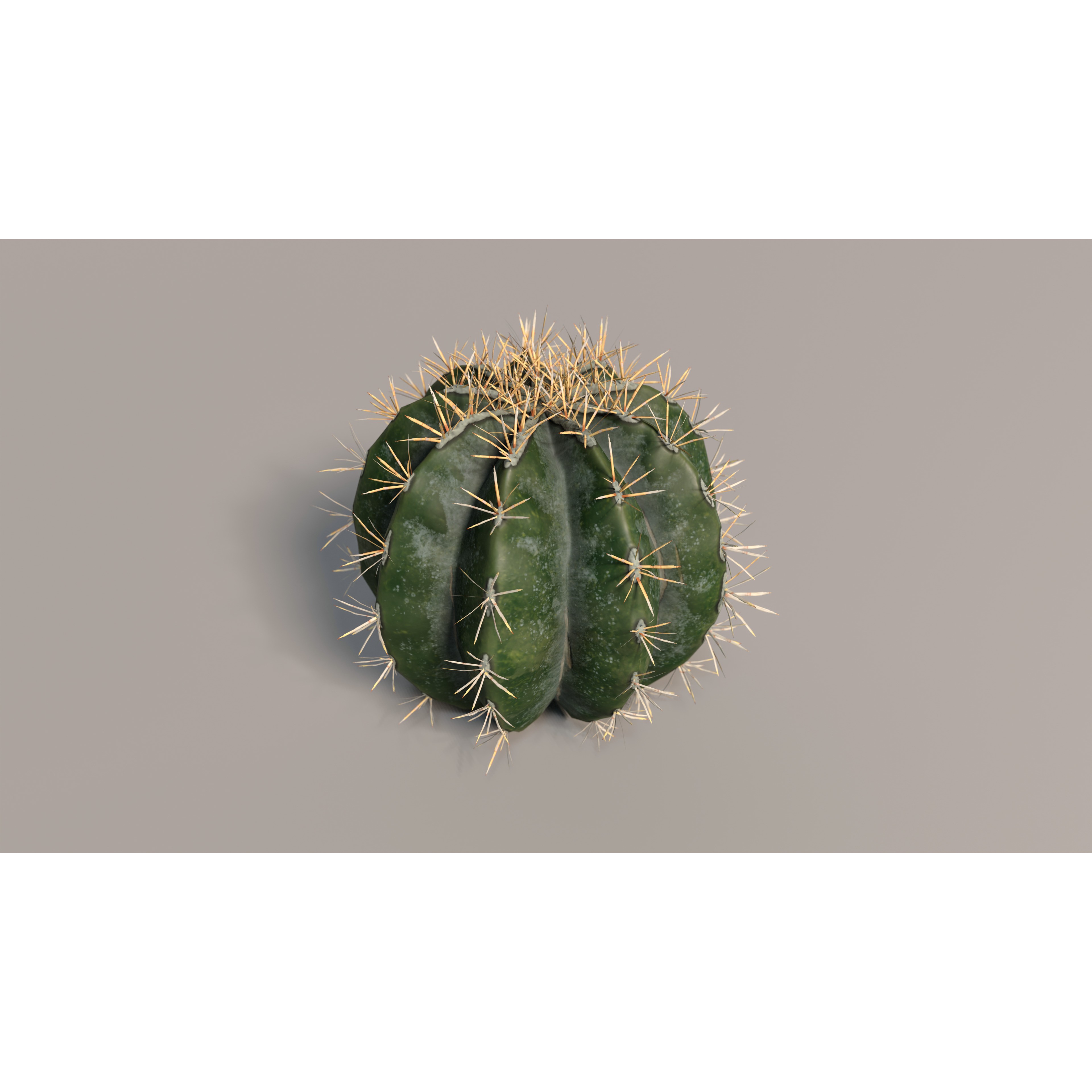 Cacti 3D Model – Low Poly Game Ready Collection, FBX & OBJ - View 5