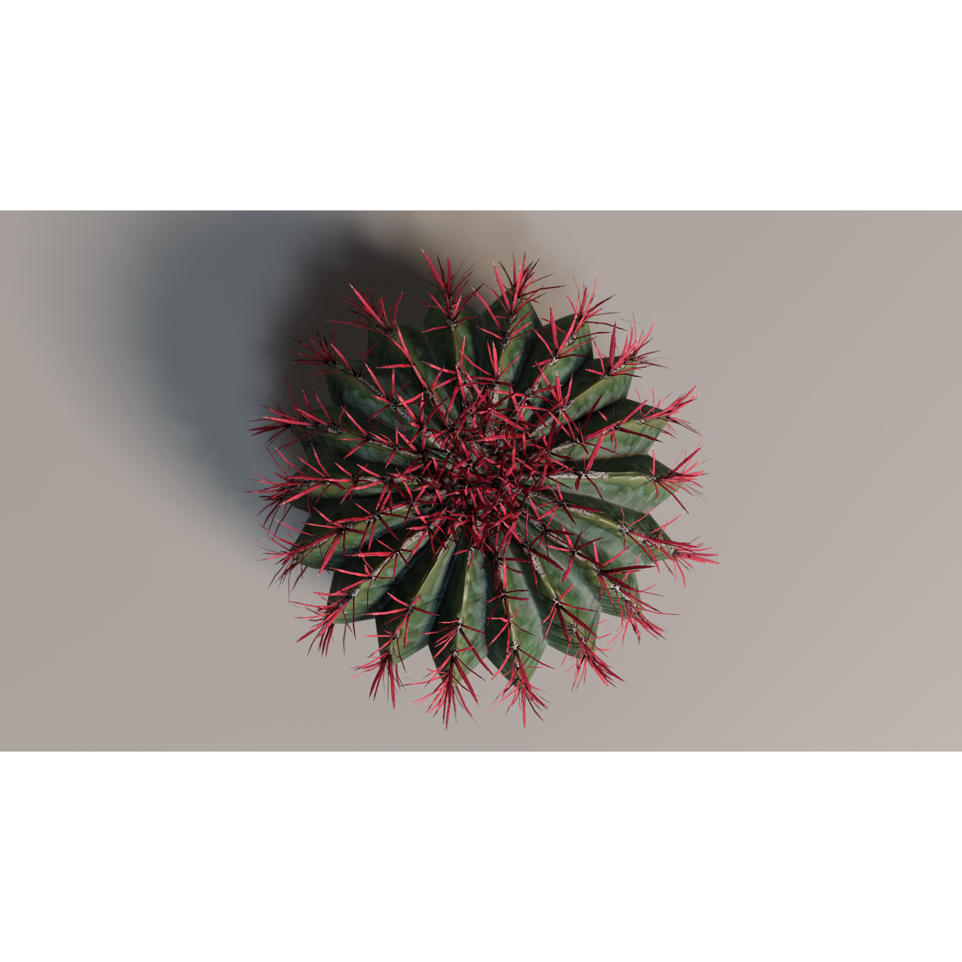 Cacti 3D Model – Low Poly Game Ready Collection, FBX & OBJ - View 6