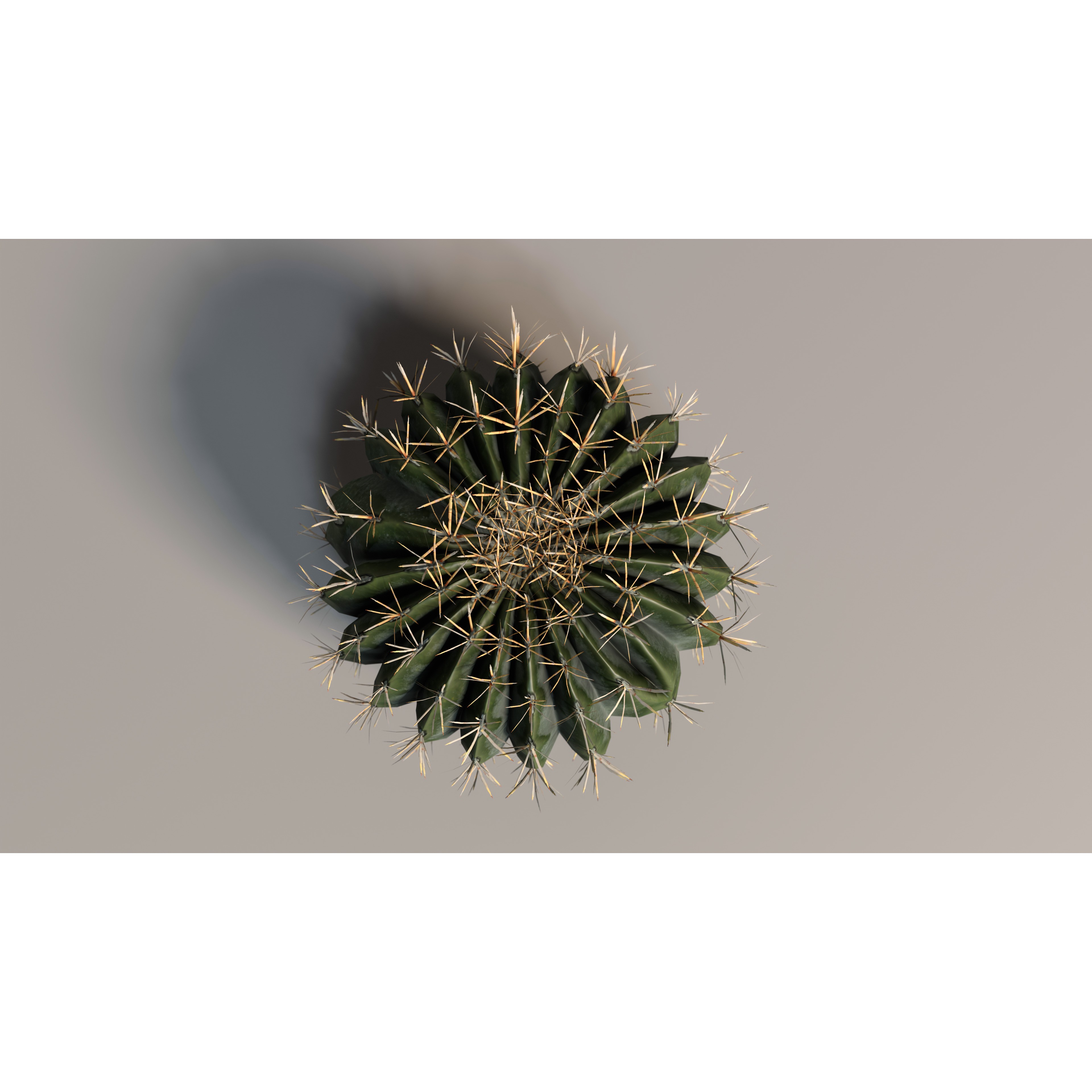 Cacti 3D Model – Low Poly Game Ready Collection, FBX & OBJ - View 7