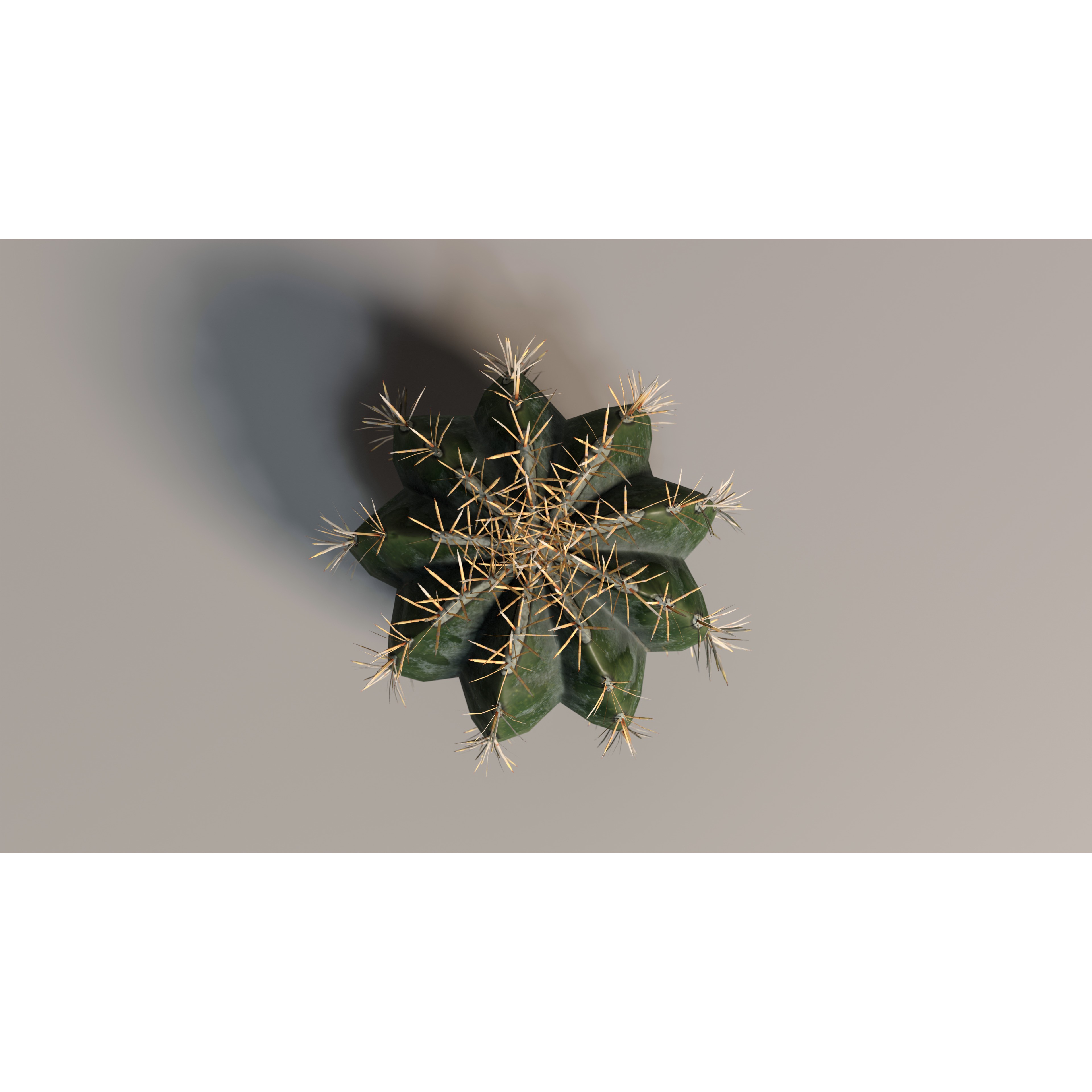 Cacti 3D Model – Low Poly Game Ready Collection, FBX & OBJ - View 8