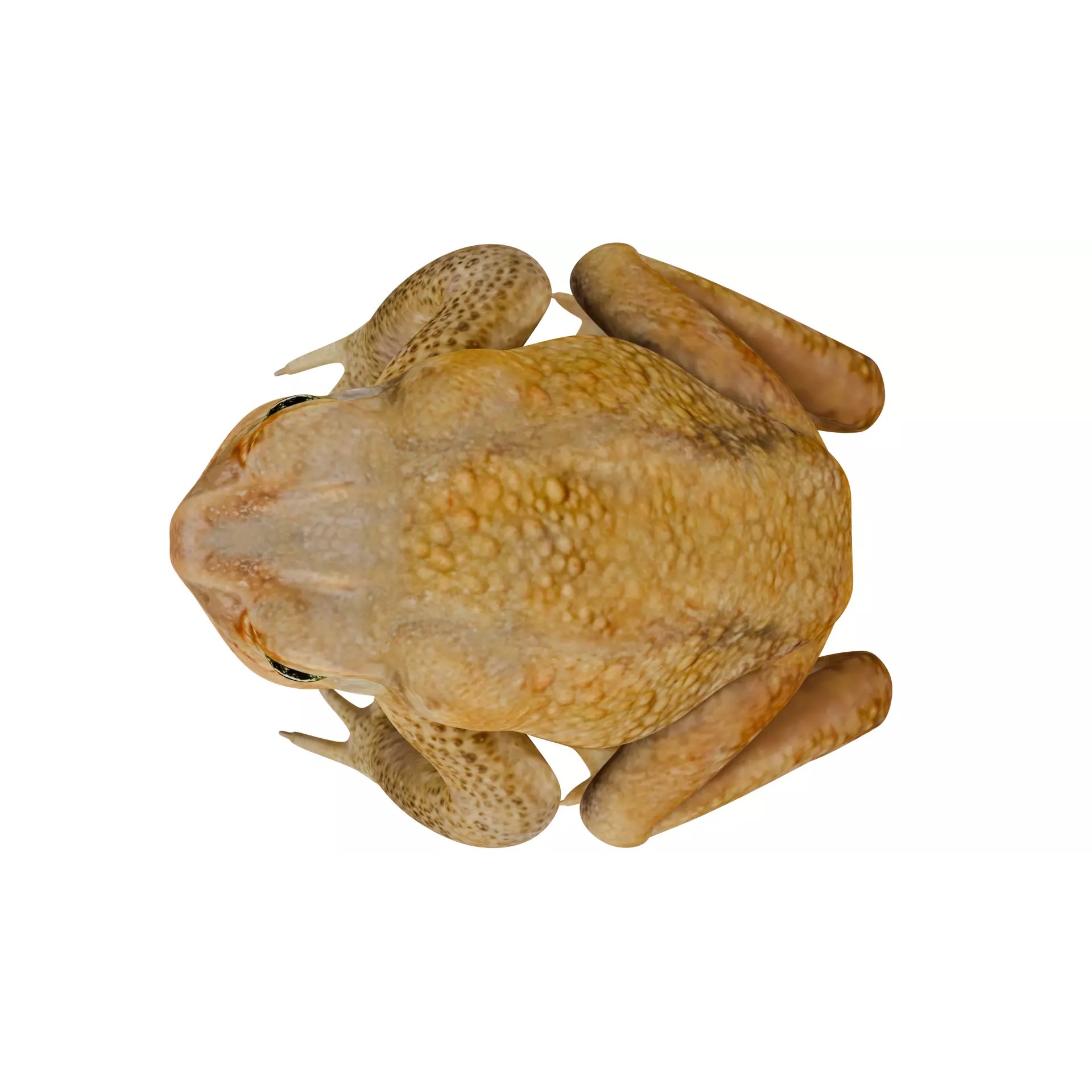 Cane Toad 3D Model – High Poly Game Asset, PBR Textures, FBX, OBJ