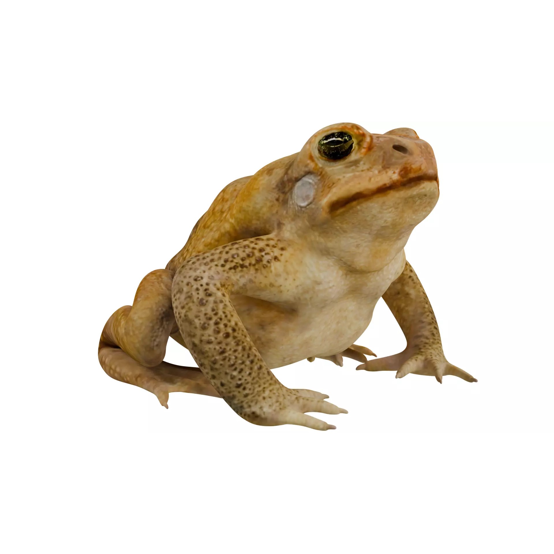 Cane Toad 3D Model – High Poly Game Asset, PBR Textures, FBX, OBJ - View 10