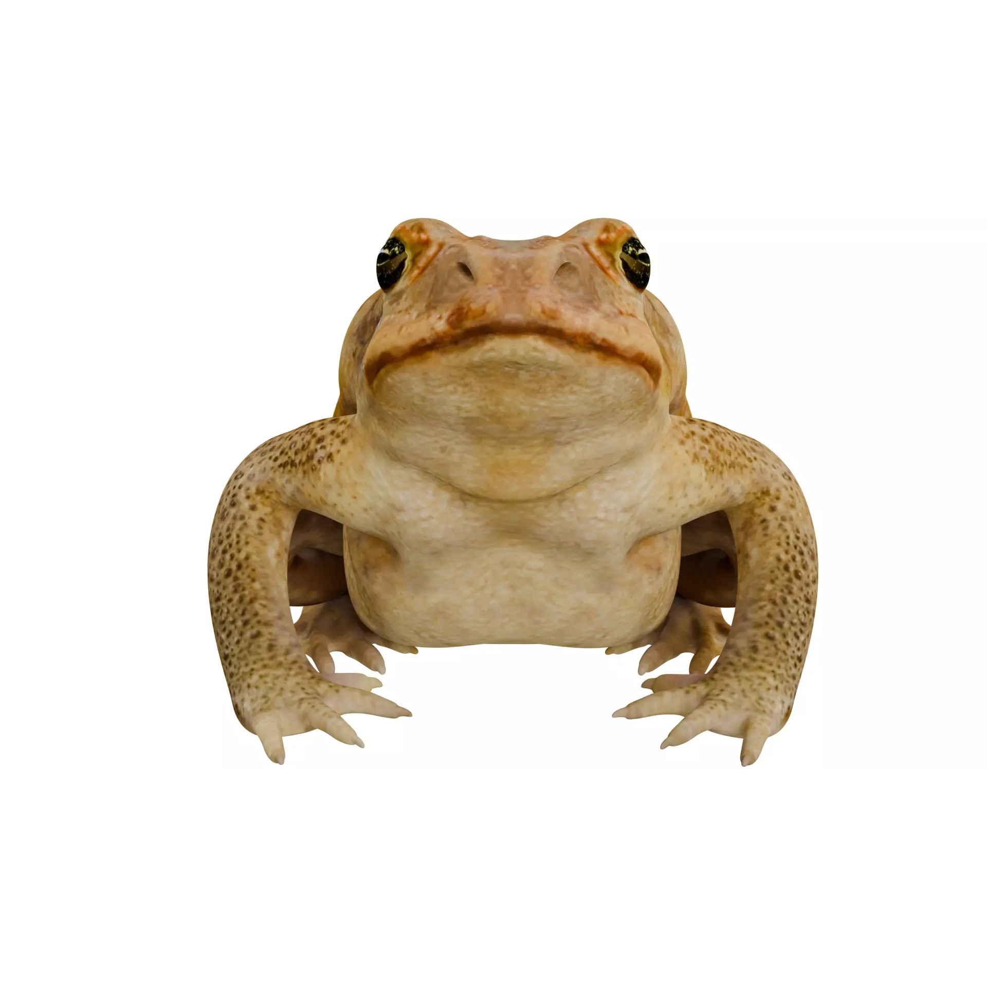 Cane Toad 3D Model – High Poly Game Asset, PBR Textures, FBX, OBJ - View 11