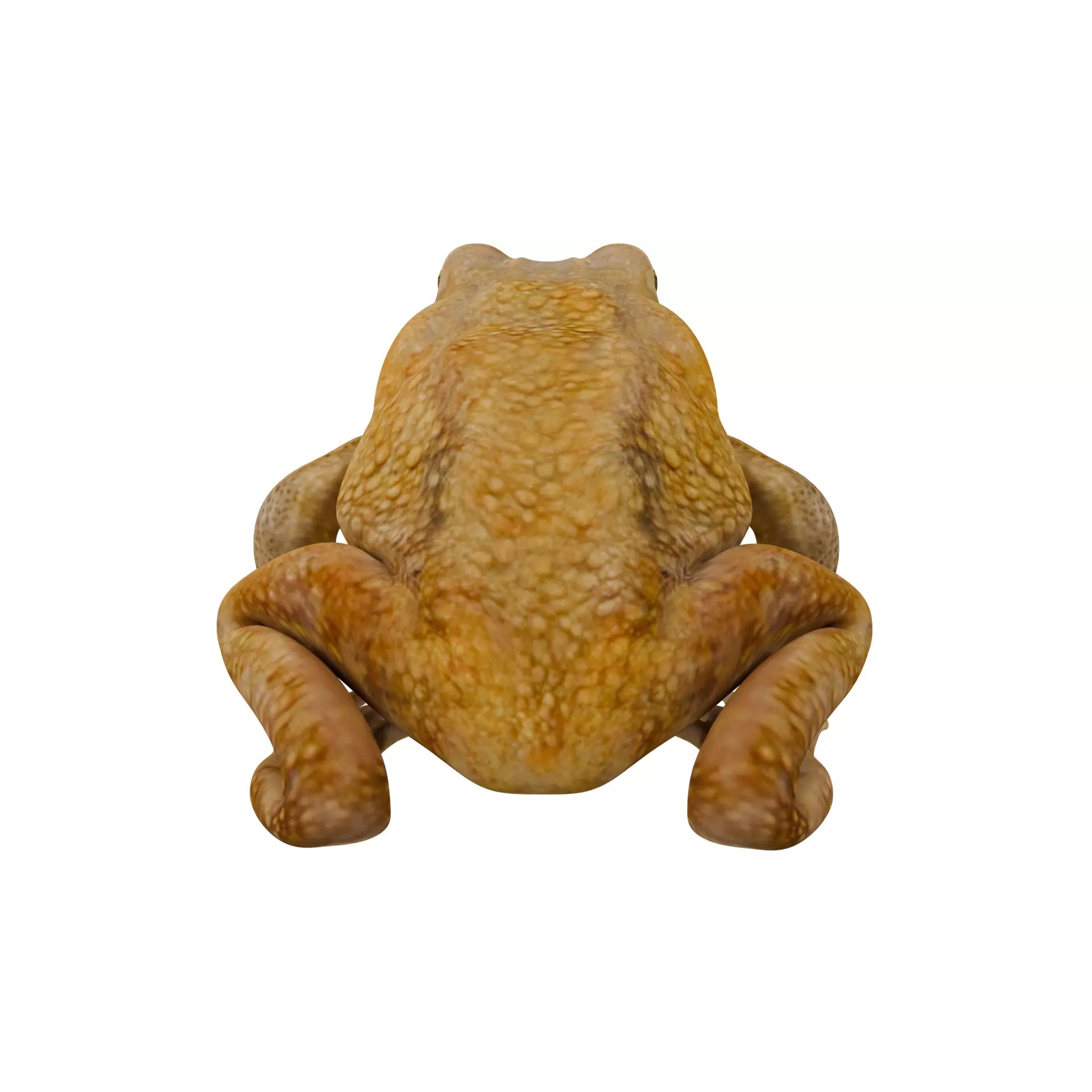 Cane Toad 3D Model – High Poly Game Asset, PBR Textures, FBX, OBJ - View 2