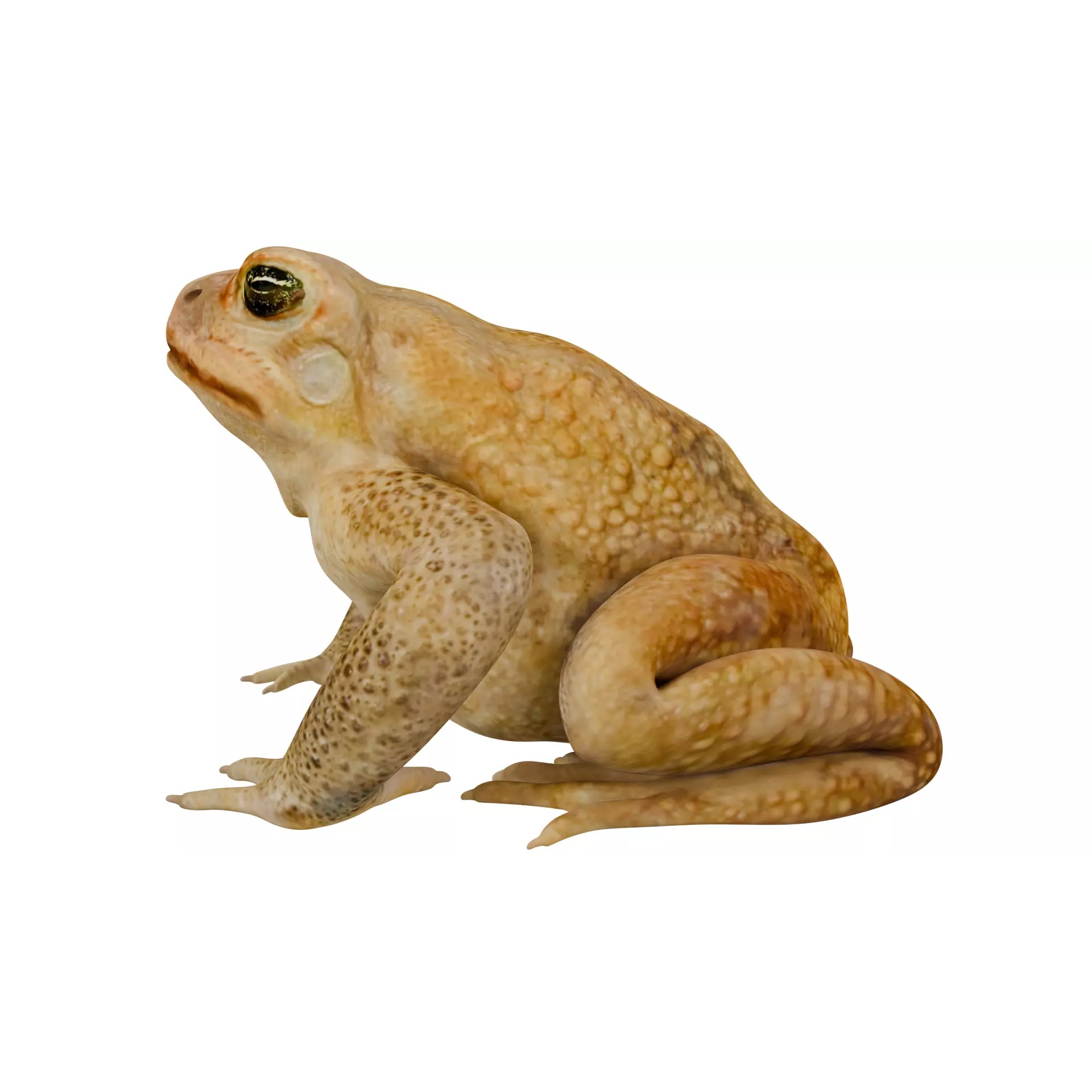 Cane Toad 3D Model – High Poly Game Asset, PBR Textures, FBX, OBJ - View 5