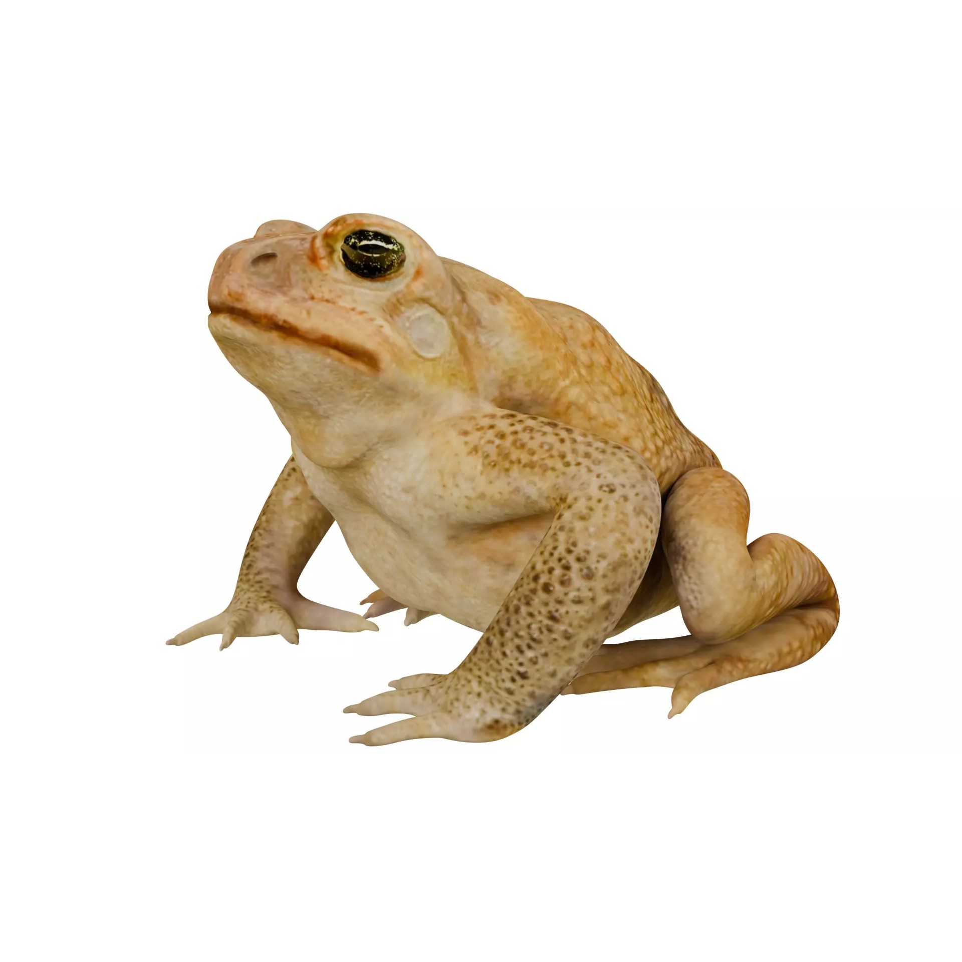 Cane Toad 3D Model – High Poly Game Asset, PBR Textures, FBX, OBJ - View 6