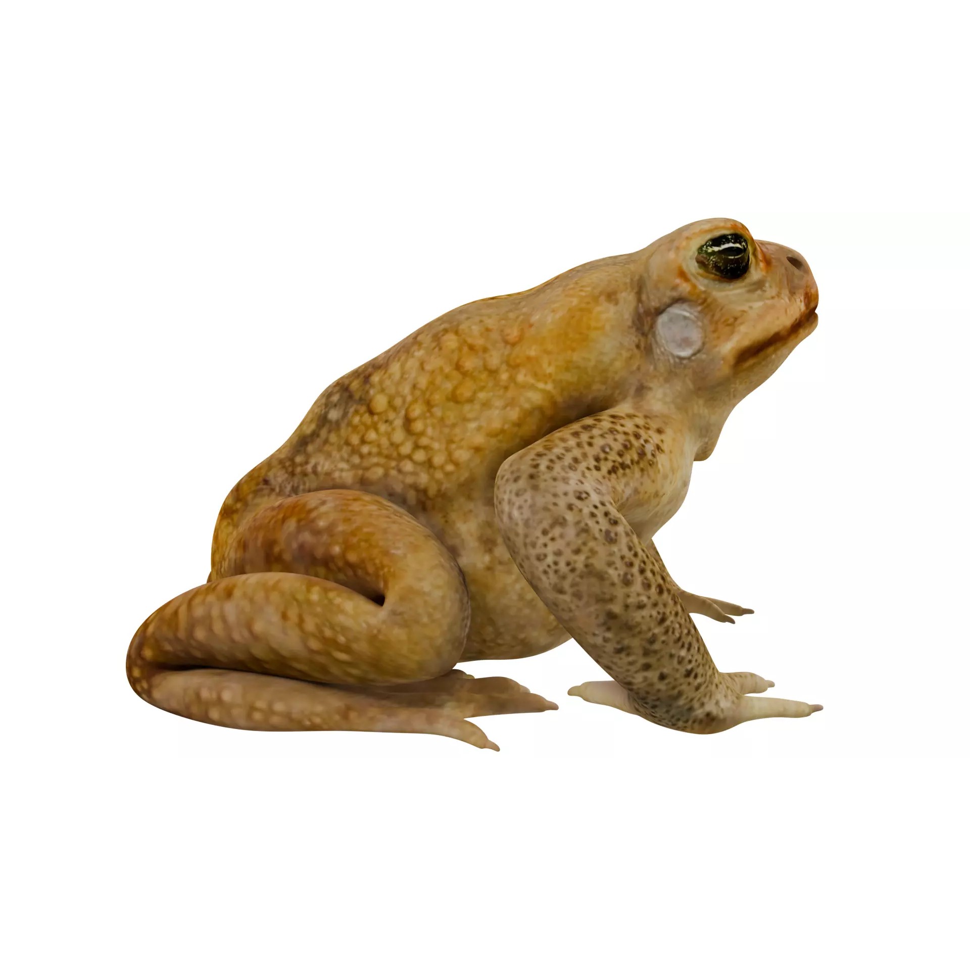 Cane Toad 3D Model – High Poly Game Asset, PBR Textures, FBX, OBJ - View 8