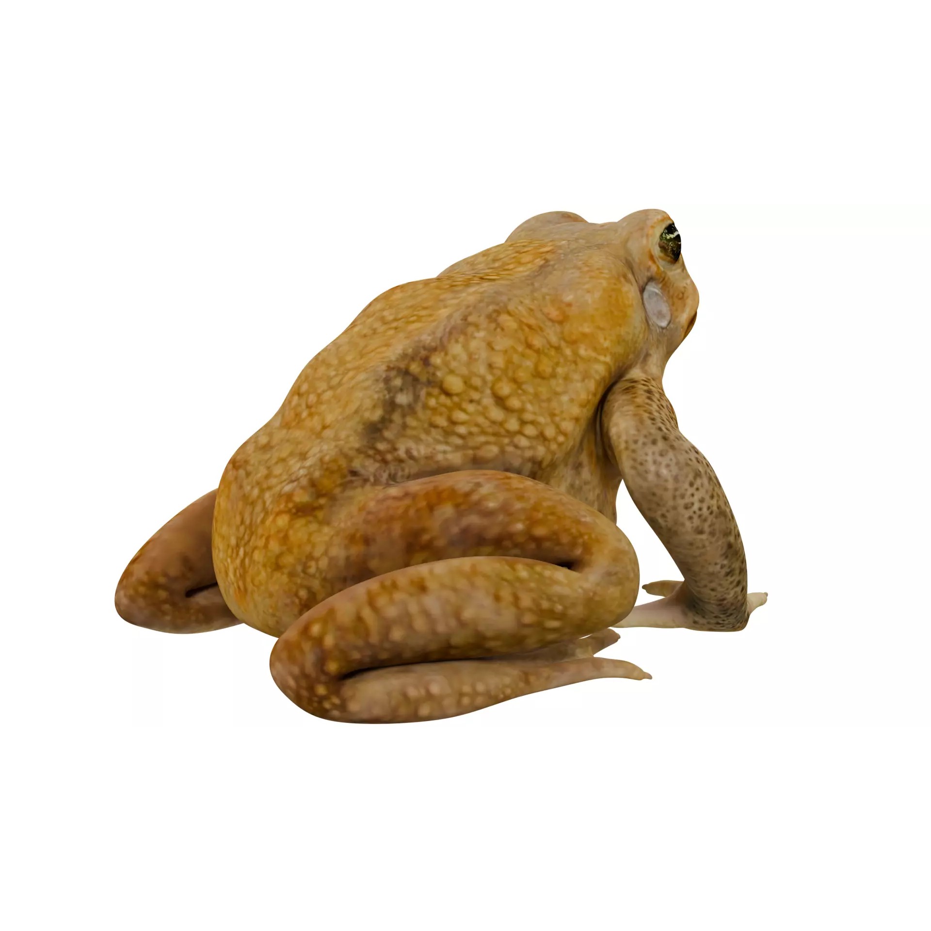 Cane Toad 3D Model – High Poly Game Asset, PBR Textures, FBX, OBJ - View 9
