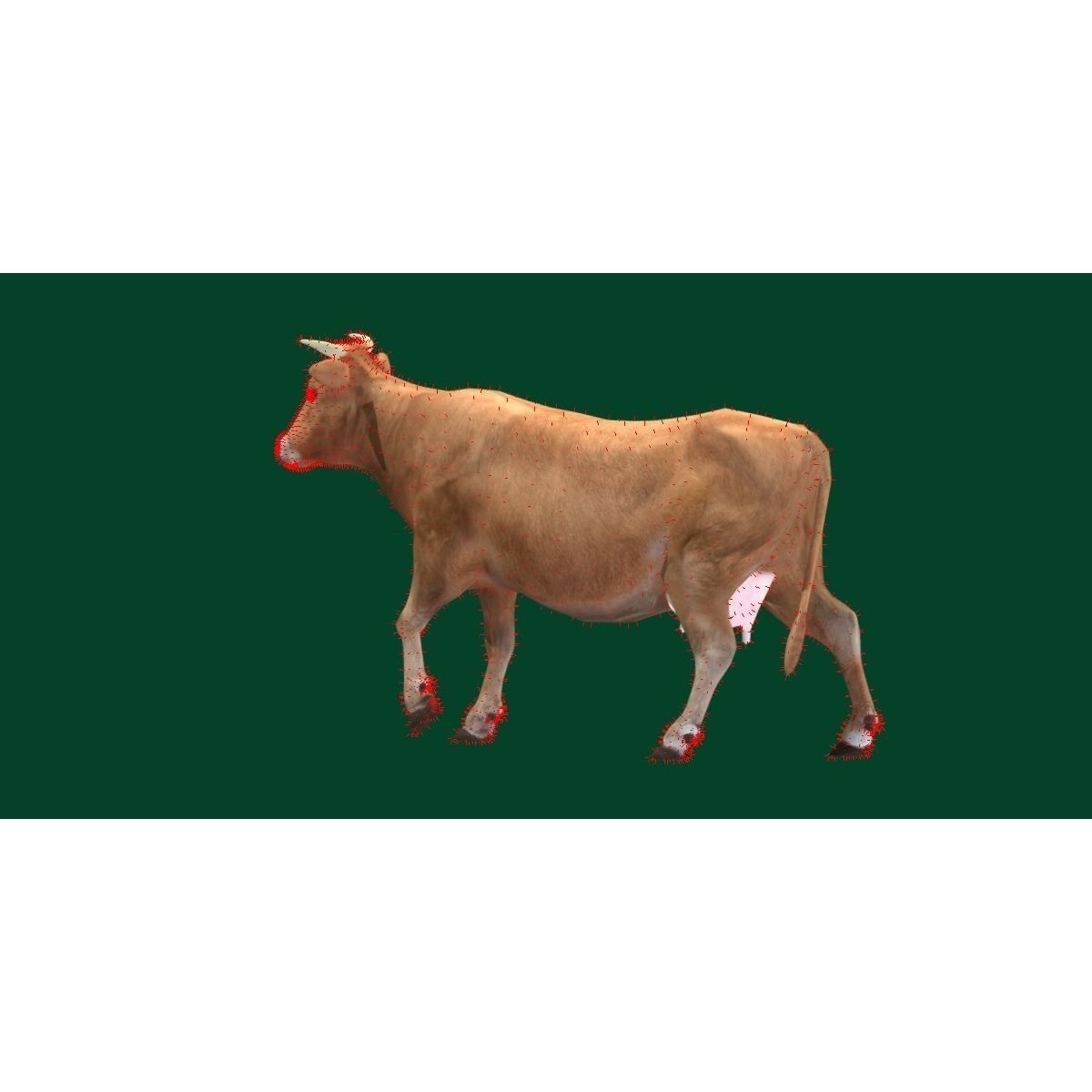 Domestic Cattle Oxen 3D Model – Low Poly Game Asset, FBX, PBR Textures - View 12