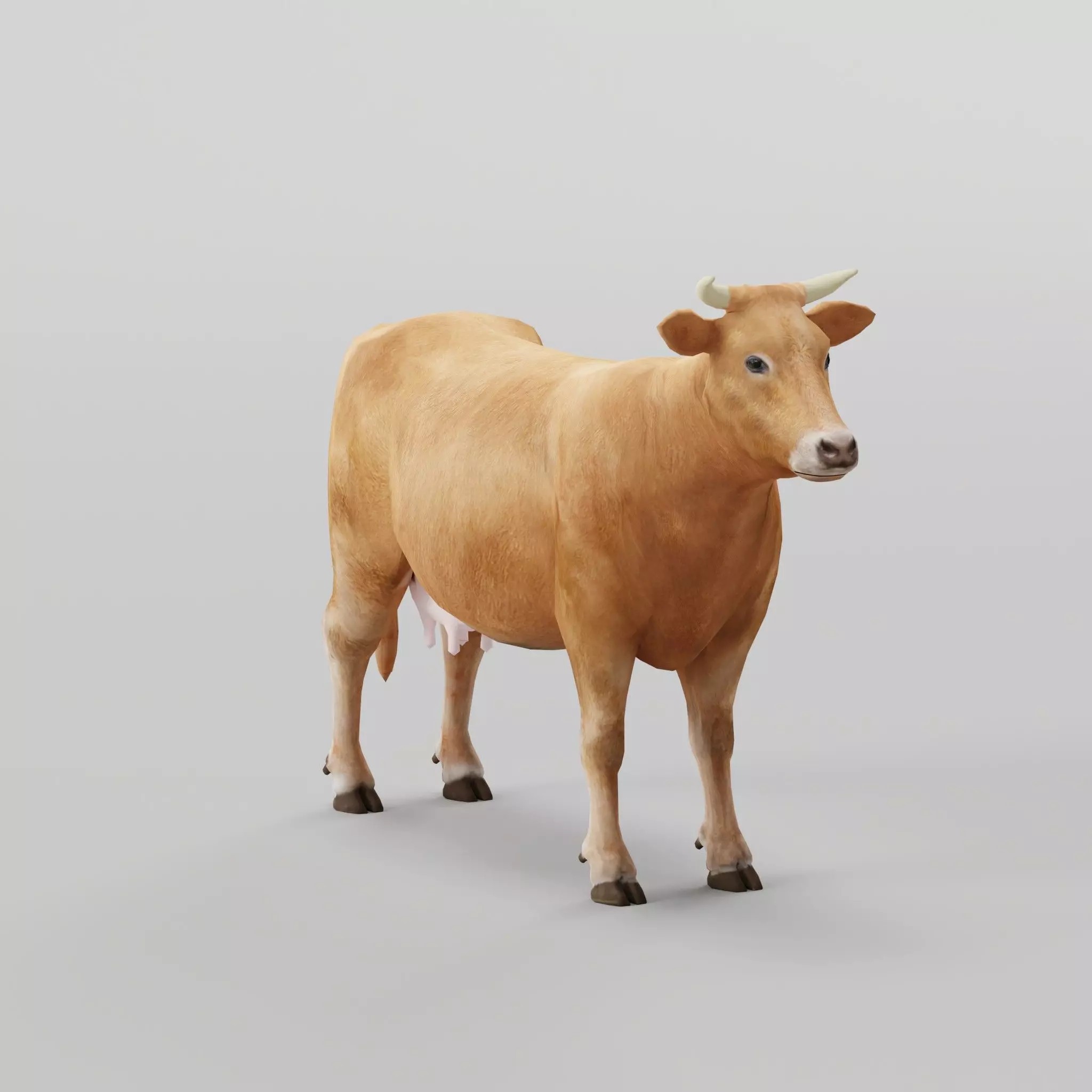 Domestic Cattle Oxen 3D Model – Low Poly Game Asset, FBX, PBR Textures - View 2