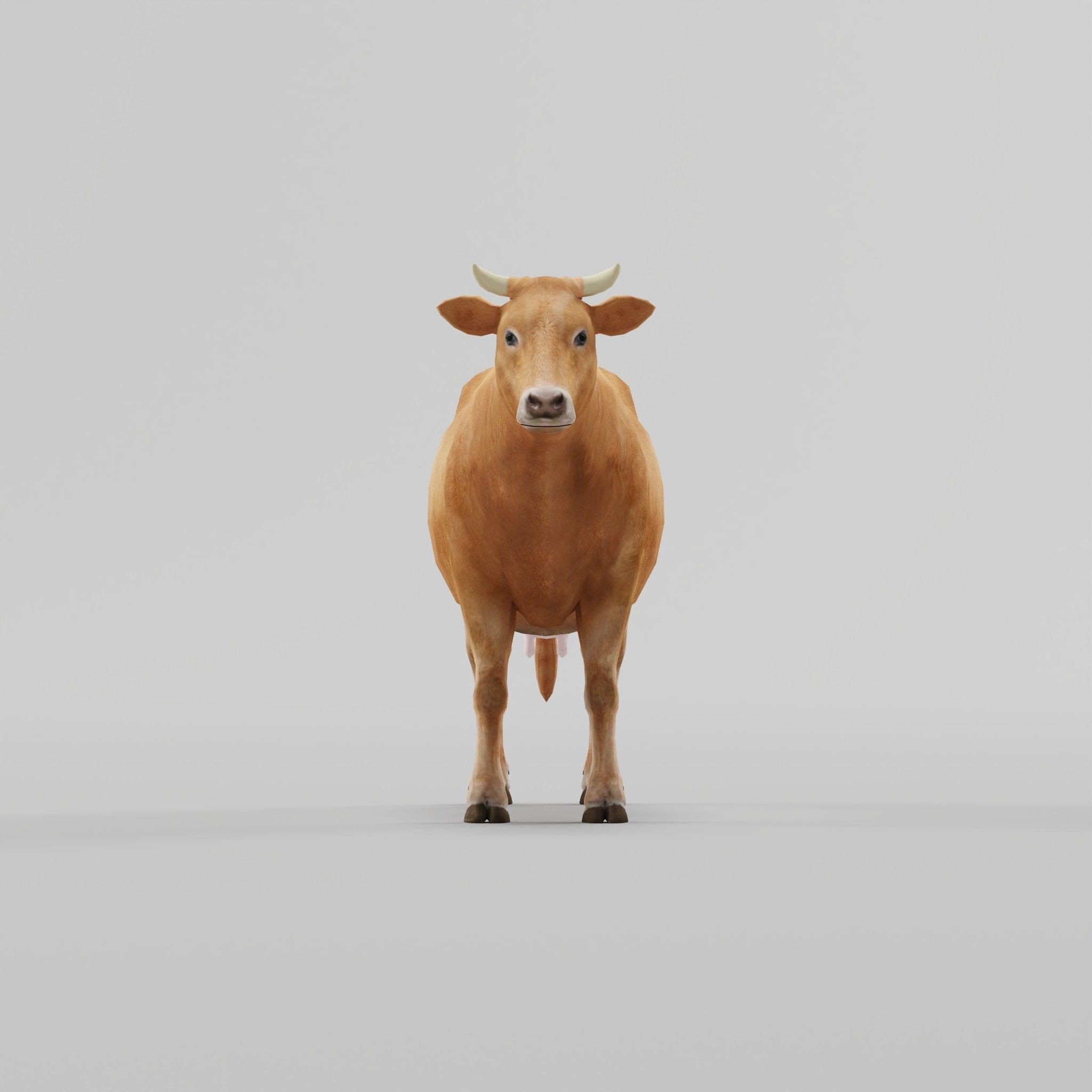 Domestic Cattle Oxen 3D Model – Low Poly Game Asset, FBX, PBR Textures - View 5