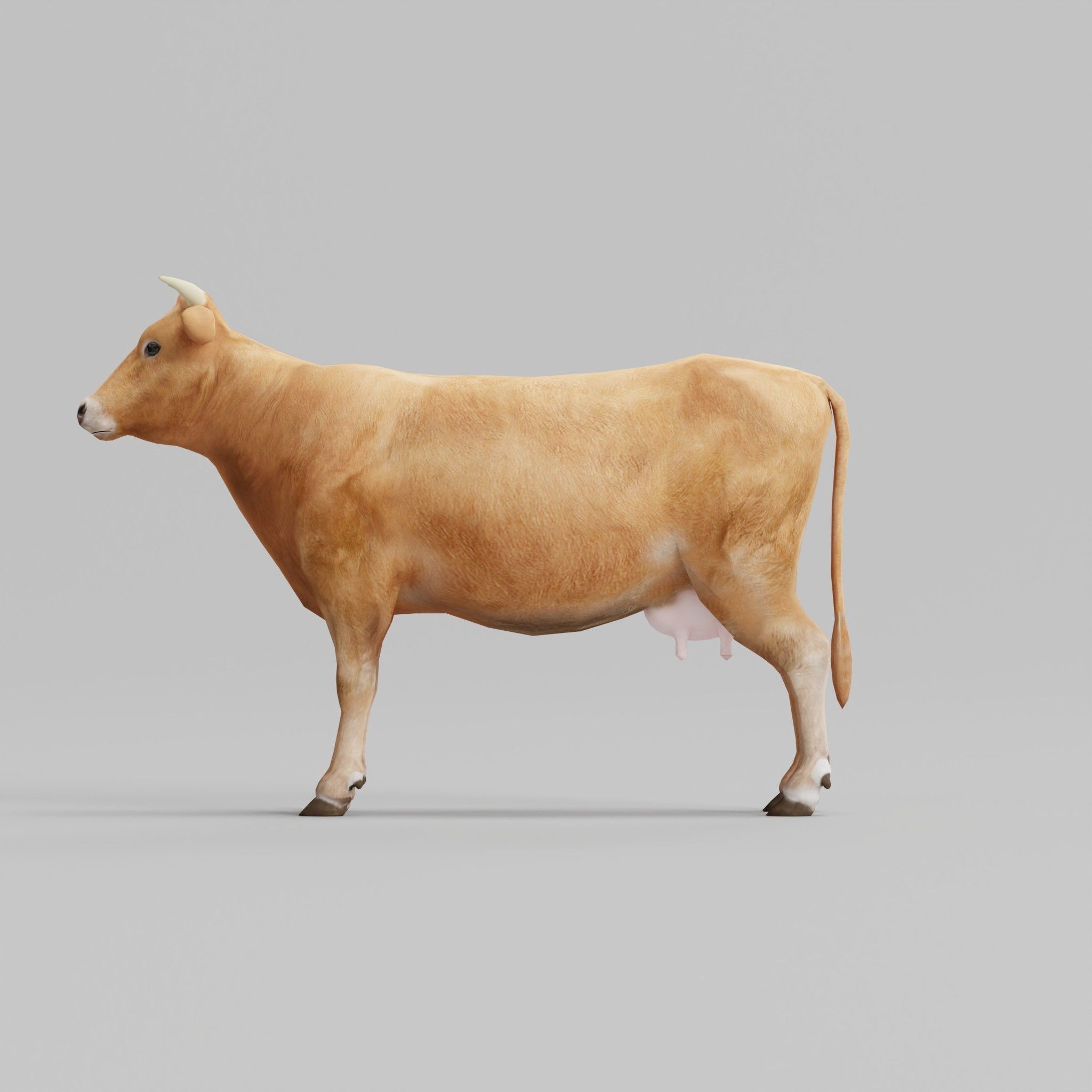 Domestic Cattle Oxen 3D Model – Low Poly Game Asset, FBX, PBR Textures - View 6