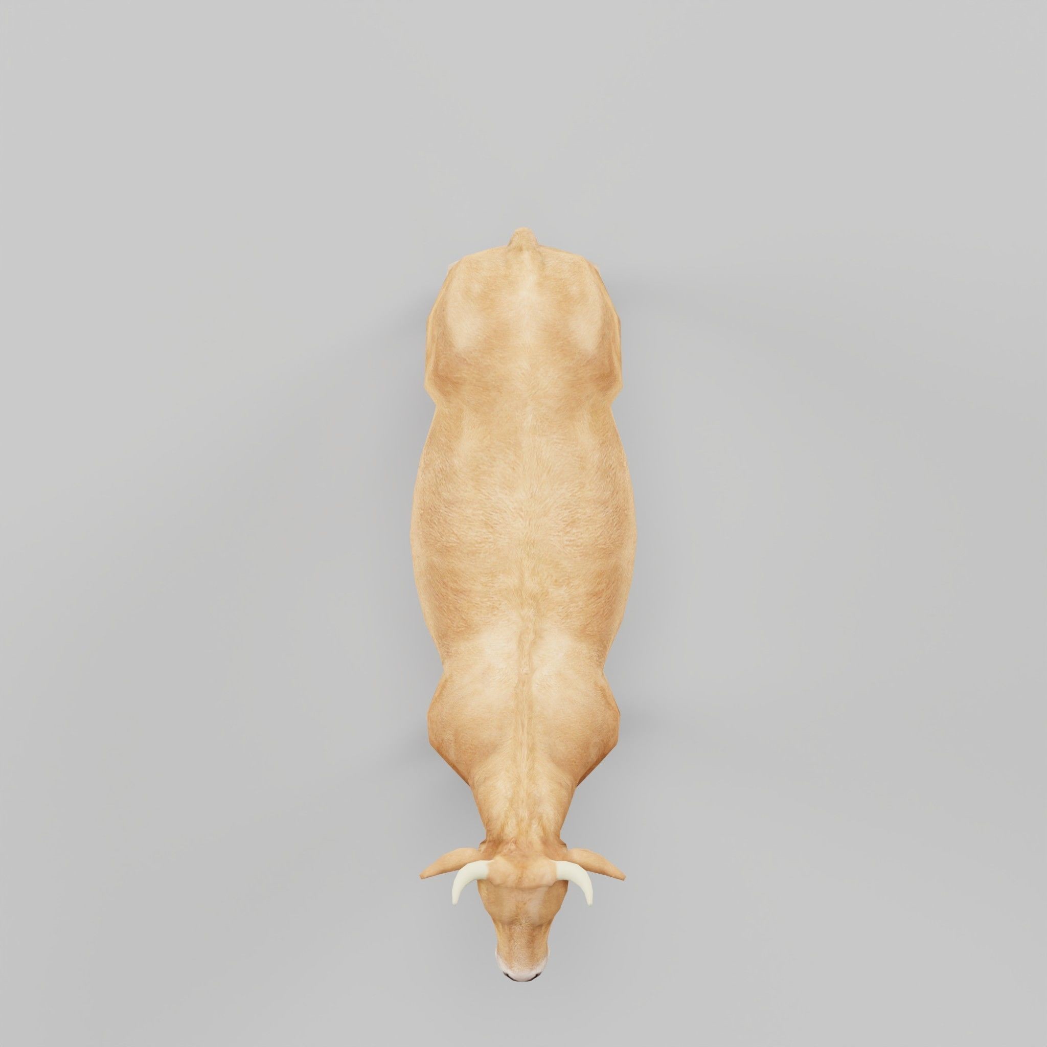 Domestic Cattle Oxen 3D Model – Low Poly Game Asset, FBX, PBR Textures - View 7