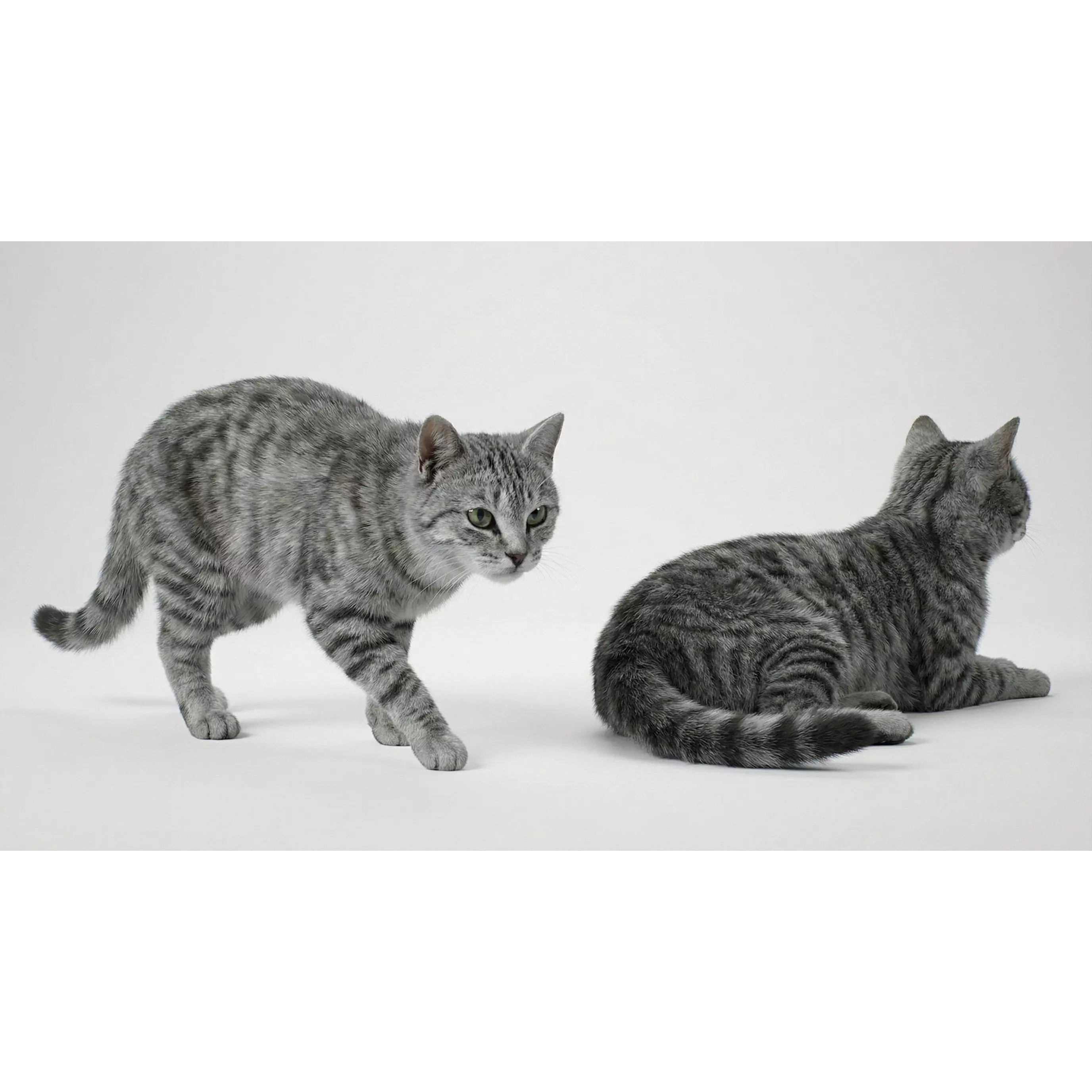 Tabby Cat 3D Model – Rigged Animated Fur, Blender, Game-Ready - View 12