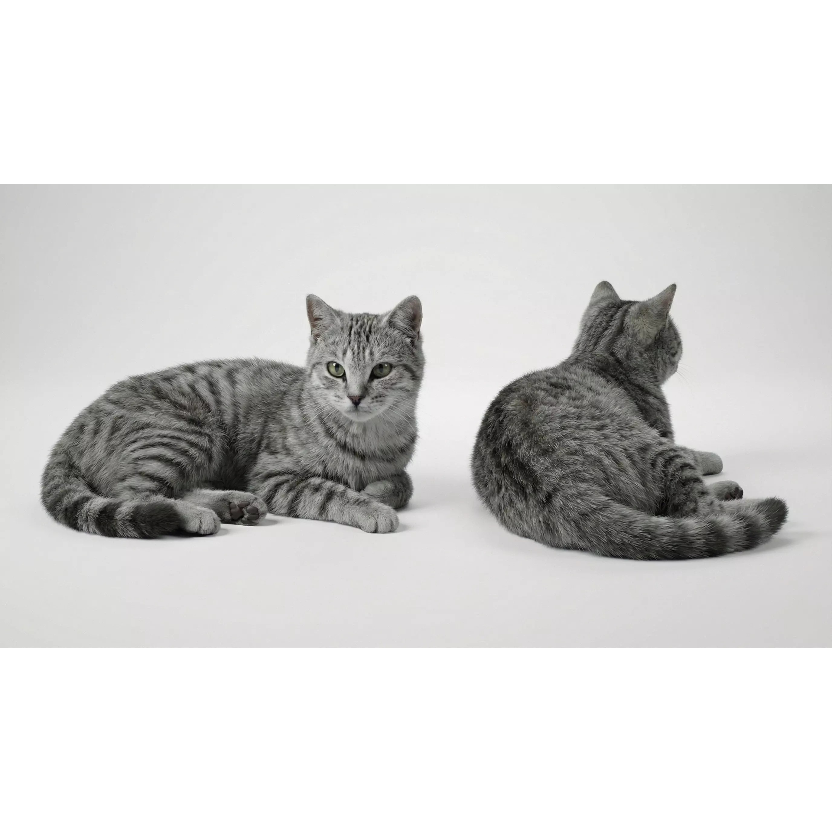 Tabby Cat 3D Model – Rigged Animated Fur, Blender, Game-Ready - View 13