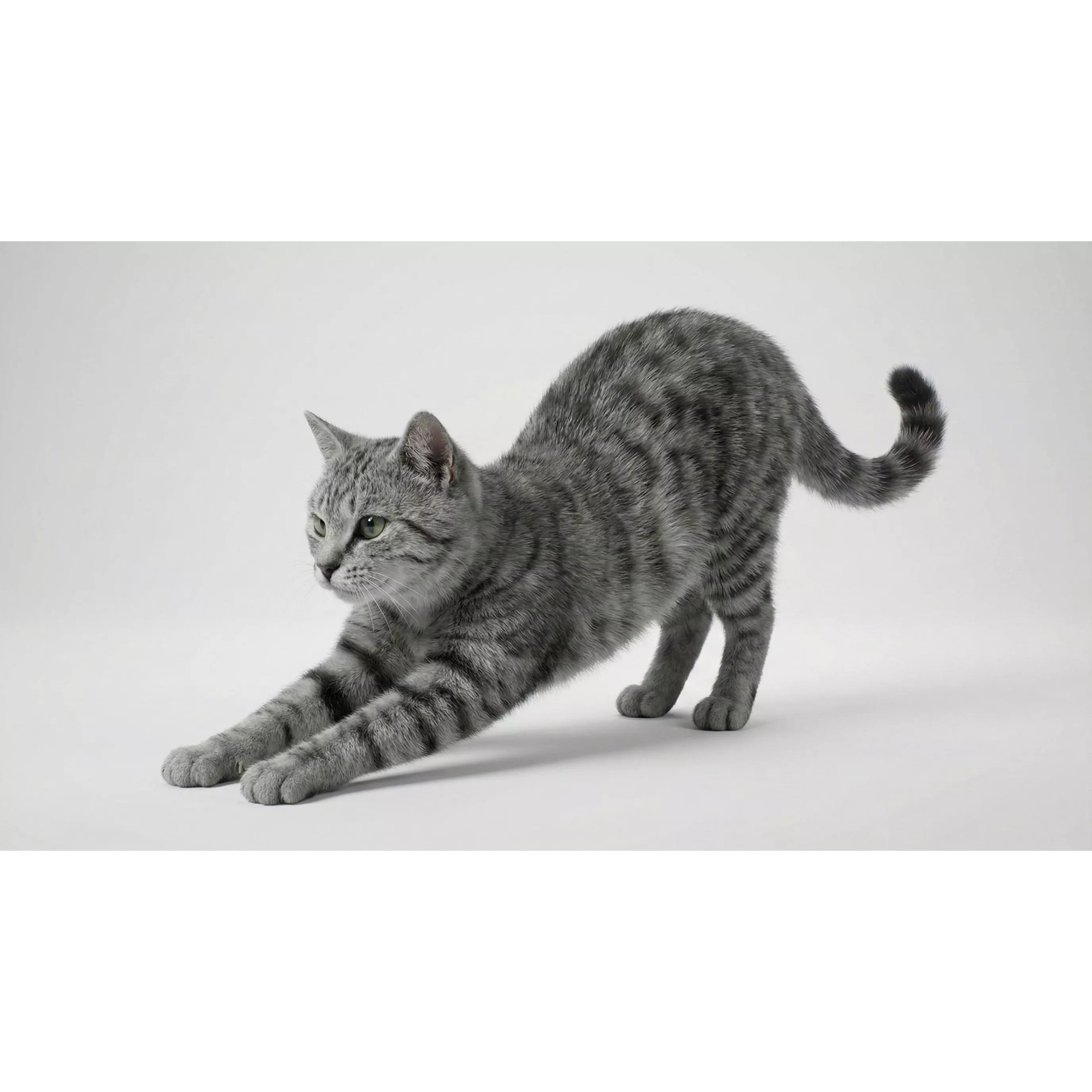 Tabby Cat 3D Model – Rigged Animated Fur, Blender, Game-Ready - View 14